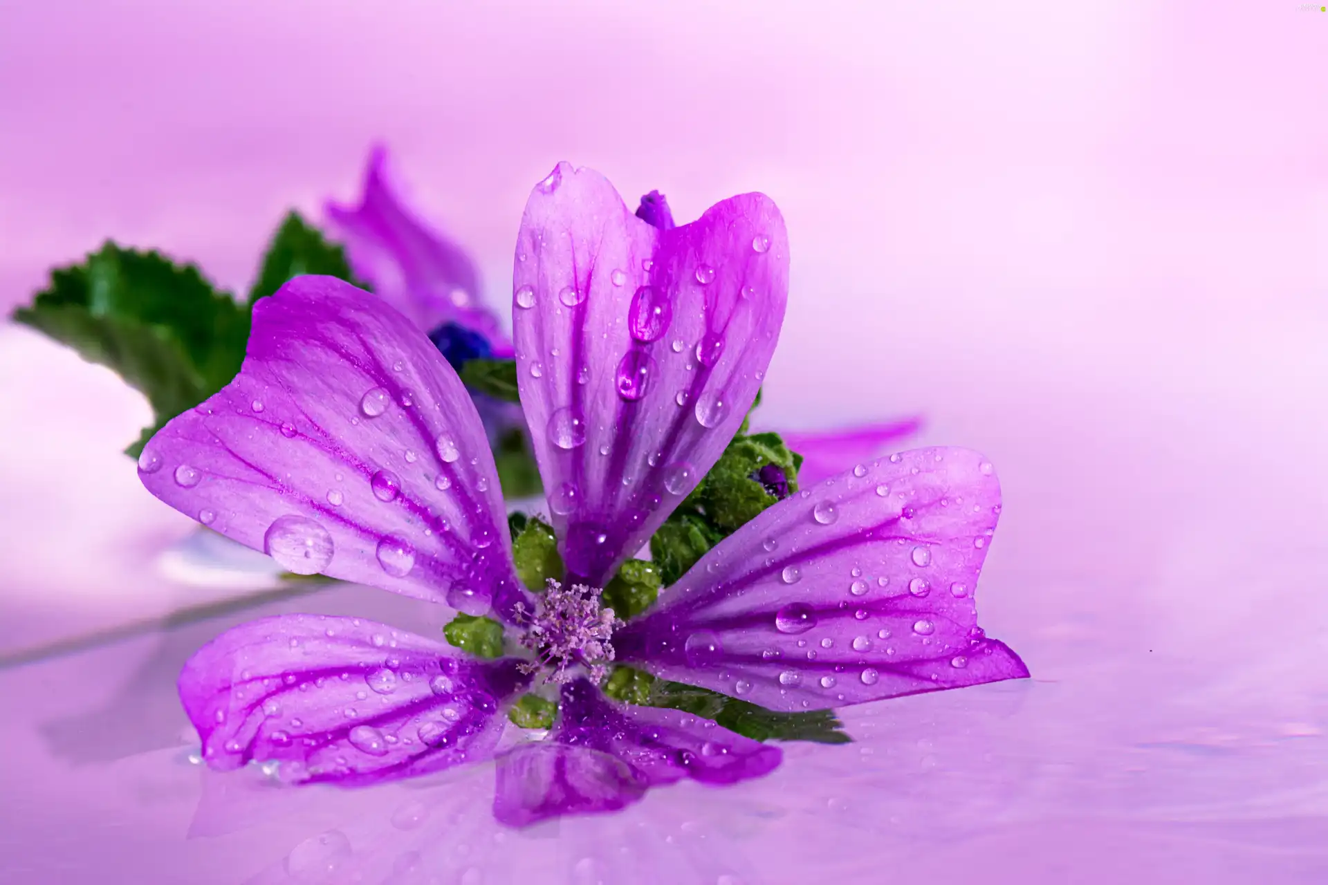 Mallow, Colourfull Flowers, Violet