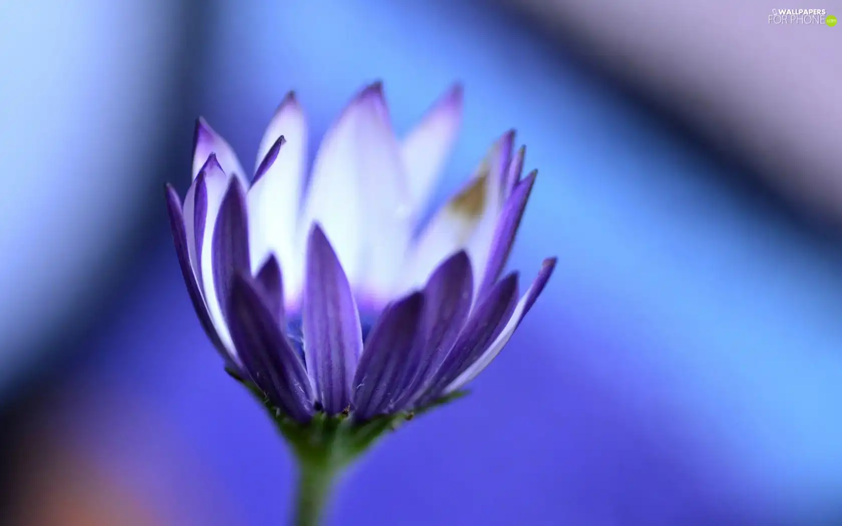 Colourfull Flowers, Beatyfull, Violet