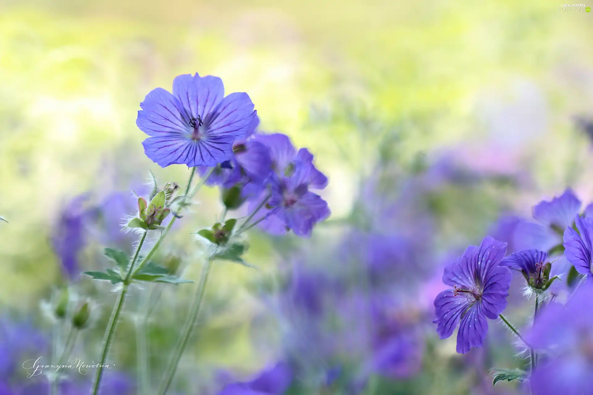 Colourfull Flowers, geranium, Violet