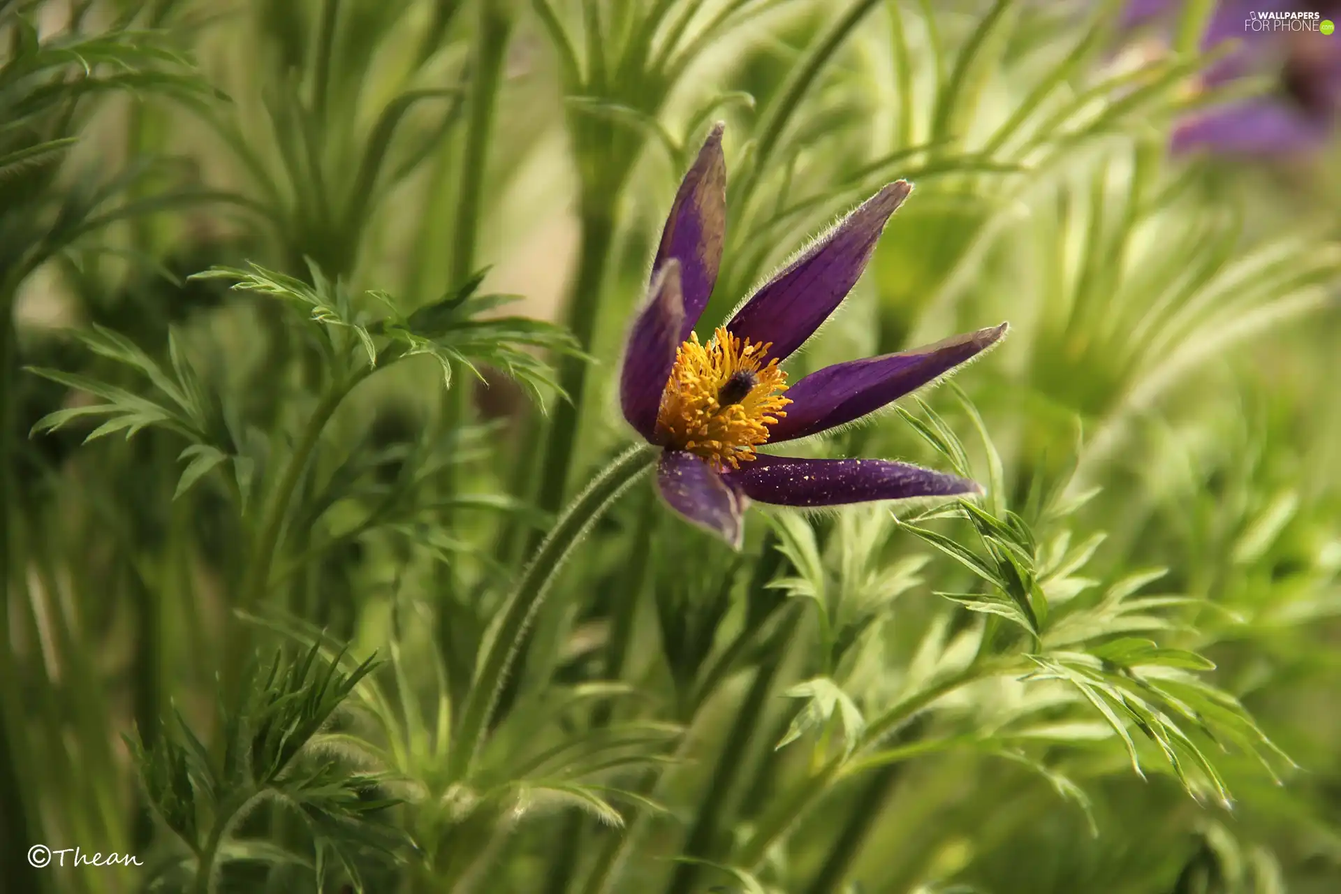 Colourfull Flowers, pasque, Violet