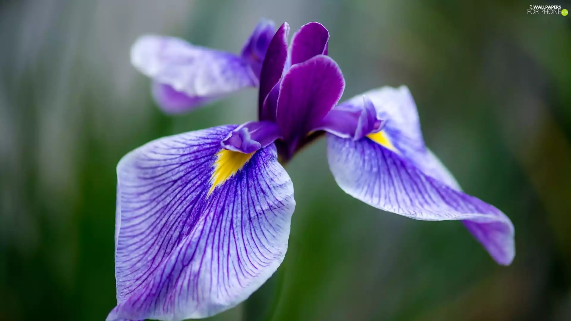 Violet, iris