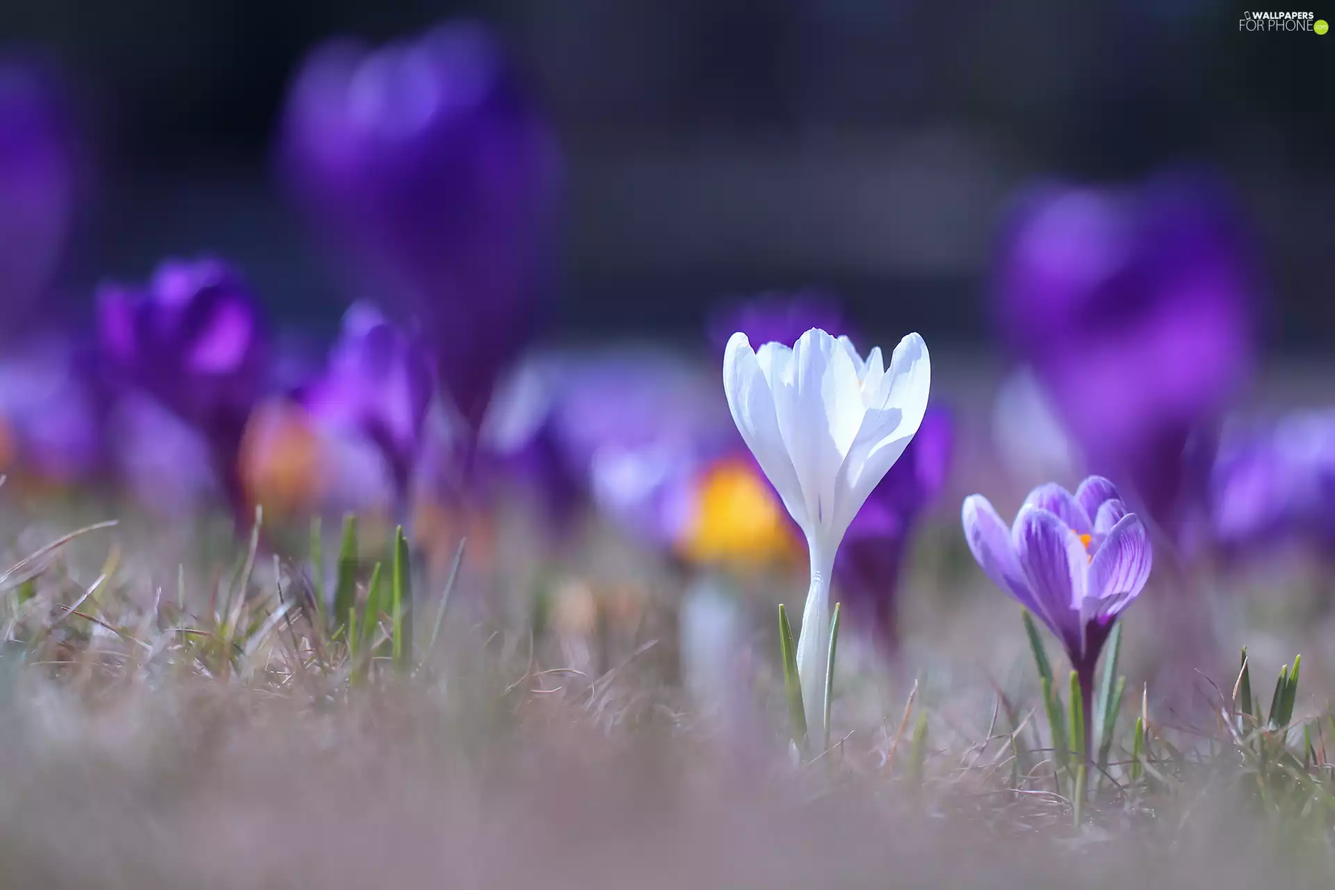 White, crocus, Flowers, Violet
