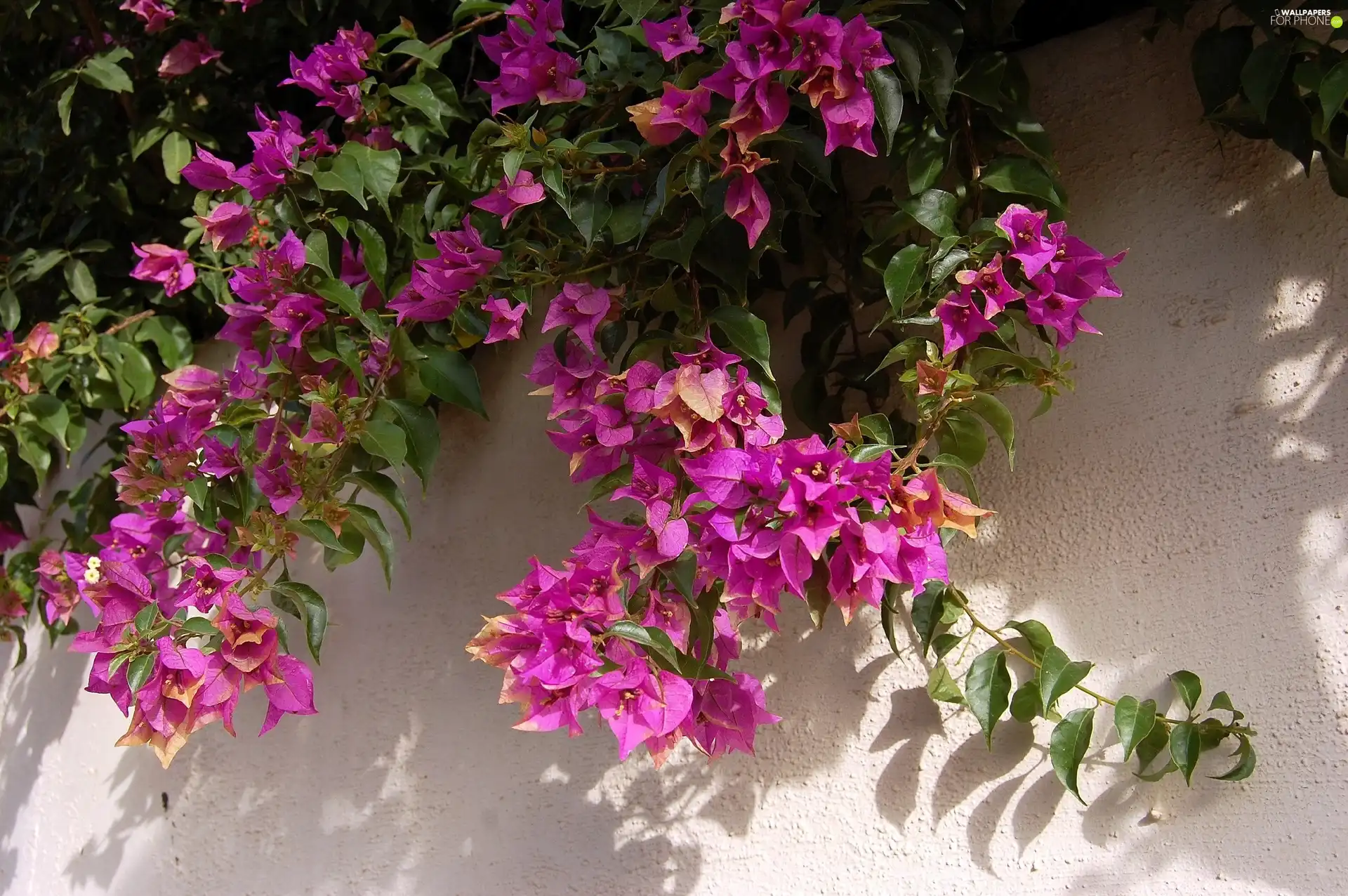 Bush, Bougainvillea, wall, Pink