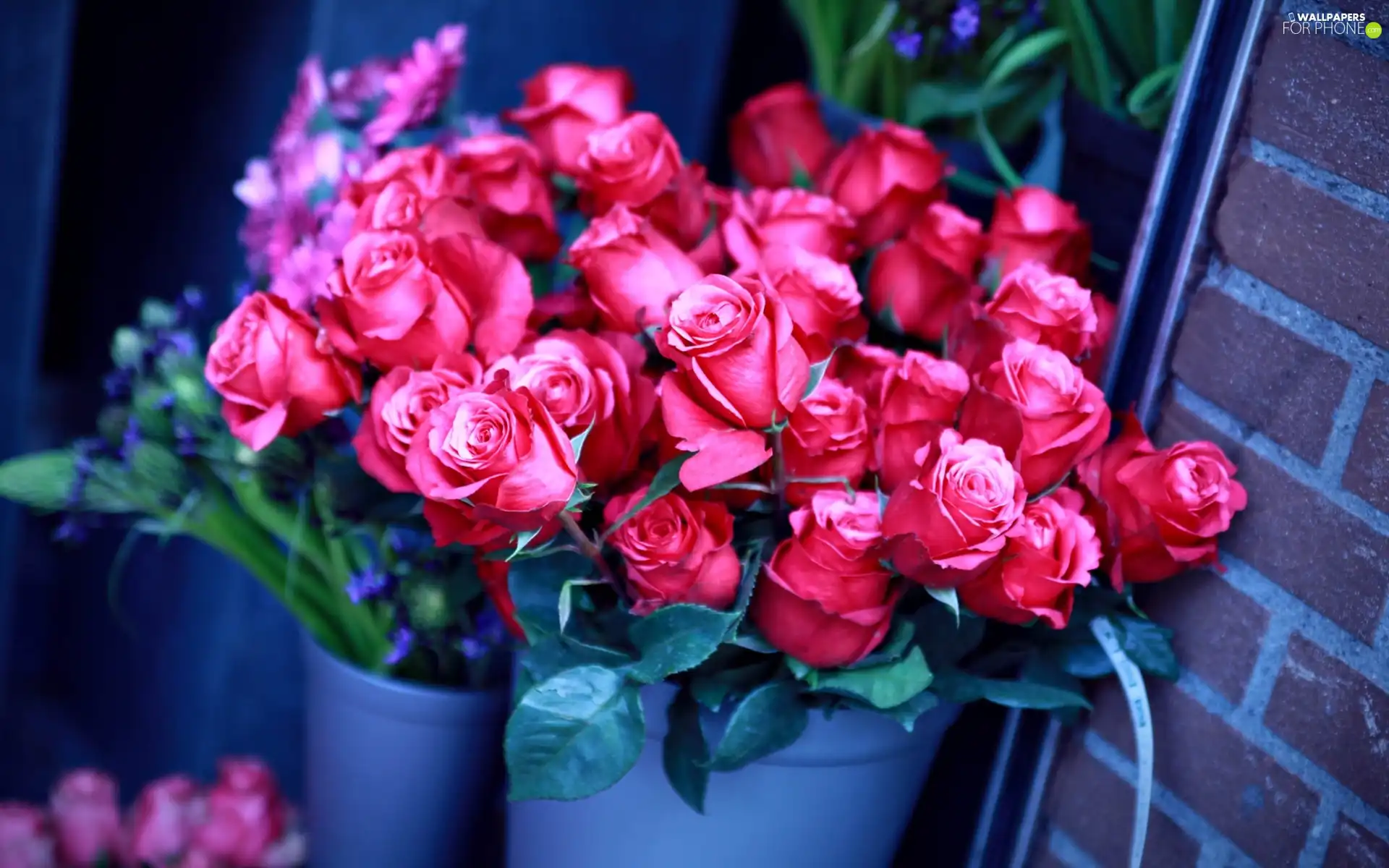 Pink, bucket, wall, roses