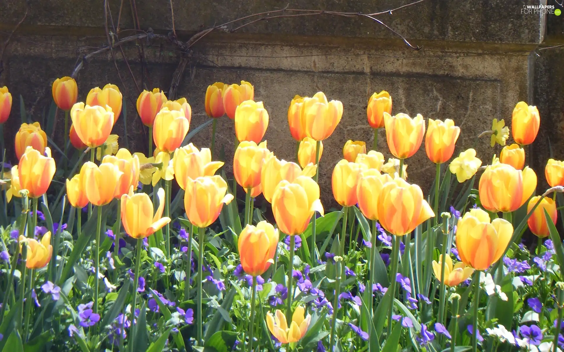 wall, Yellow, Tulips