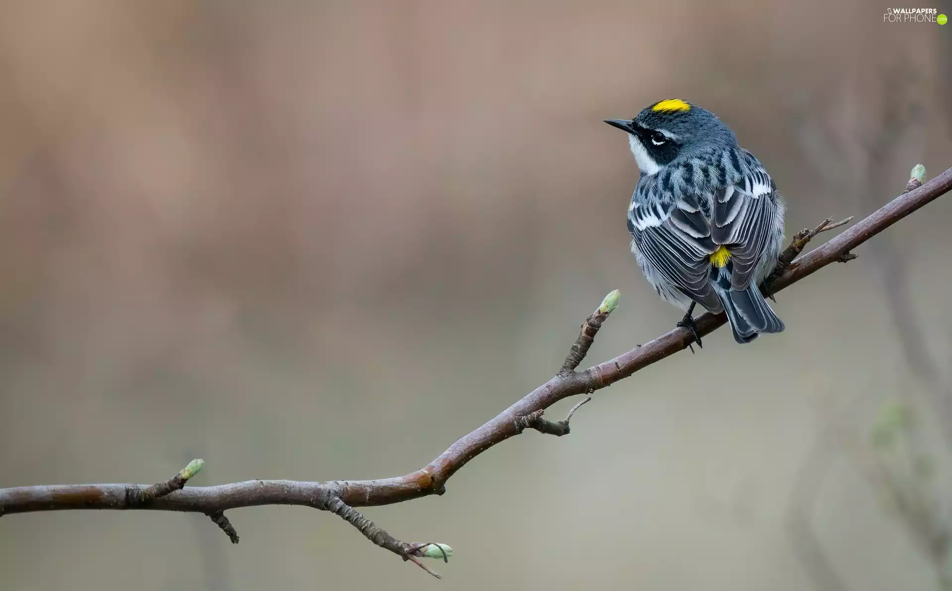 twig, Warbler, Myrtle warbler, Bird