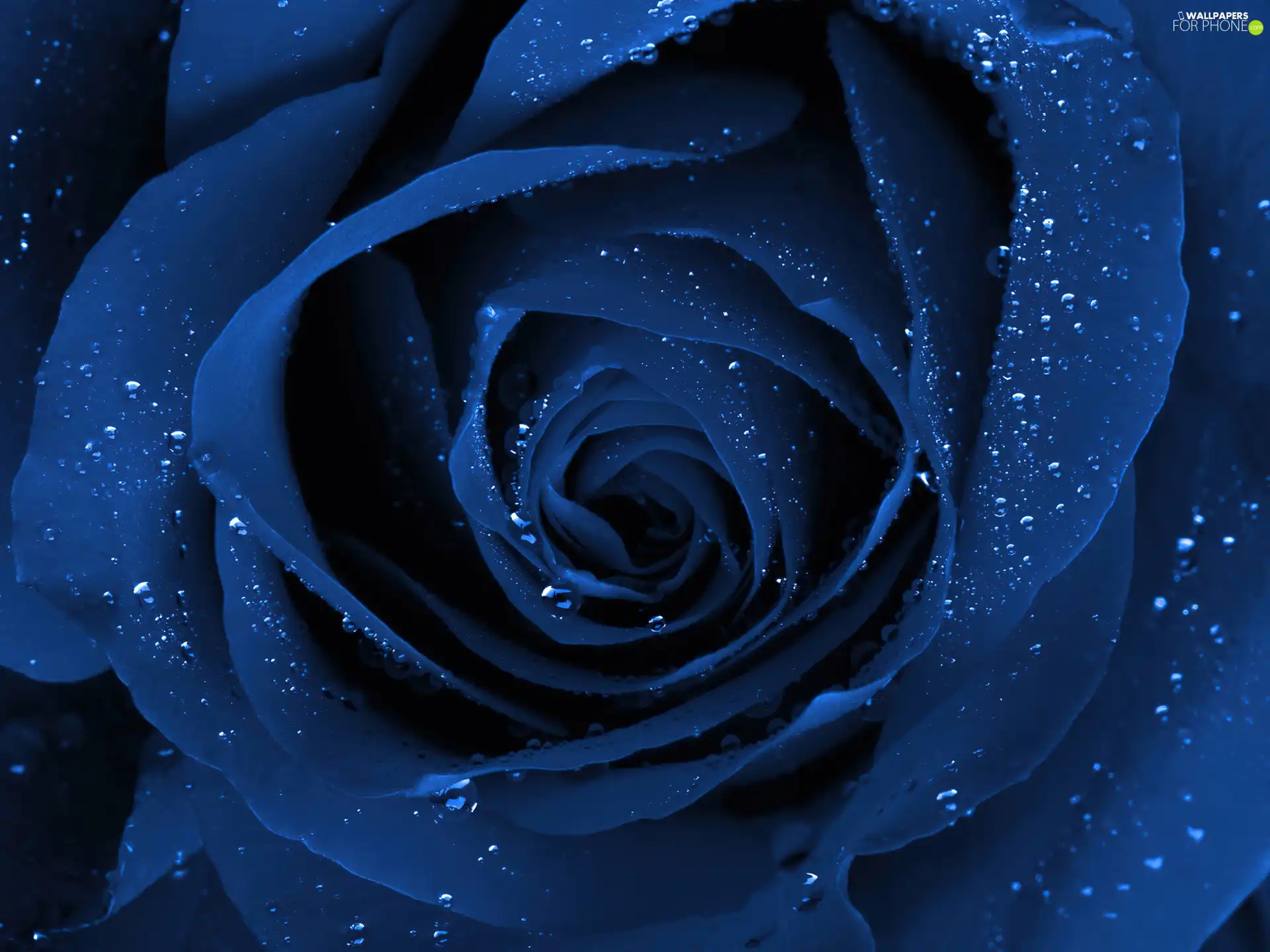 Blue, drops, water, rose