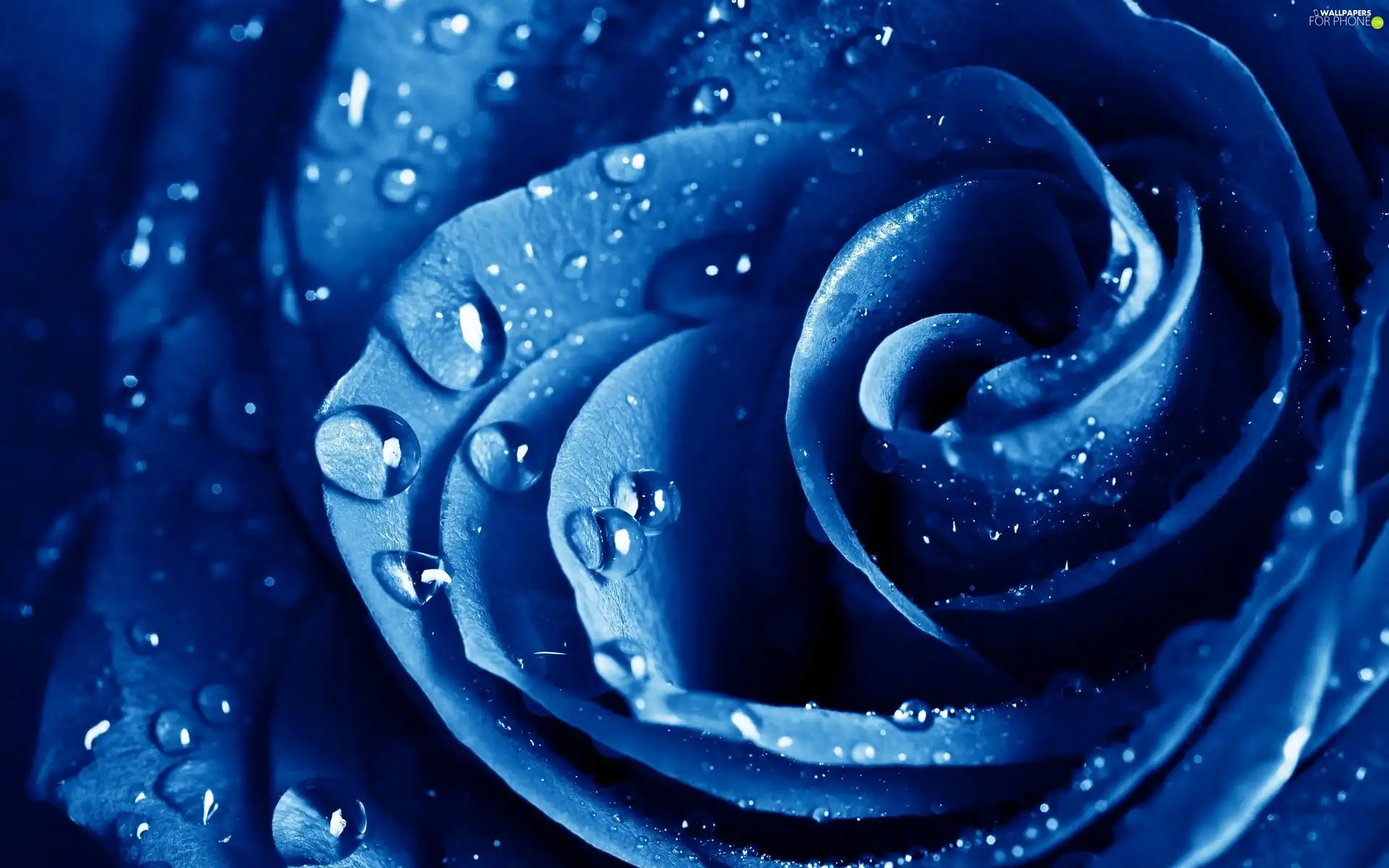 Blue, drops, water, rose