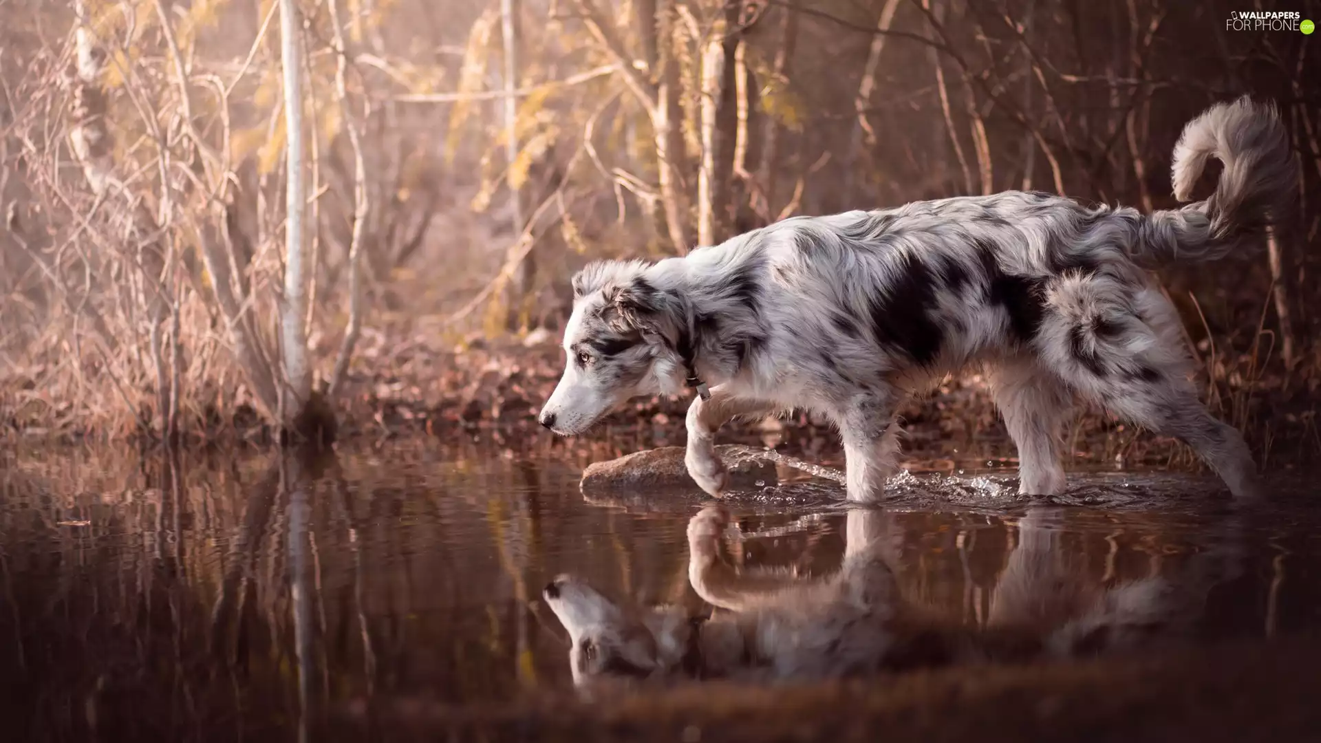 dog, water, Bush, Border Collie