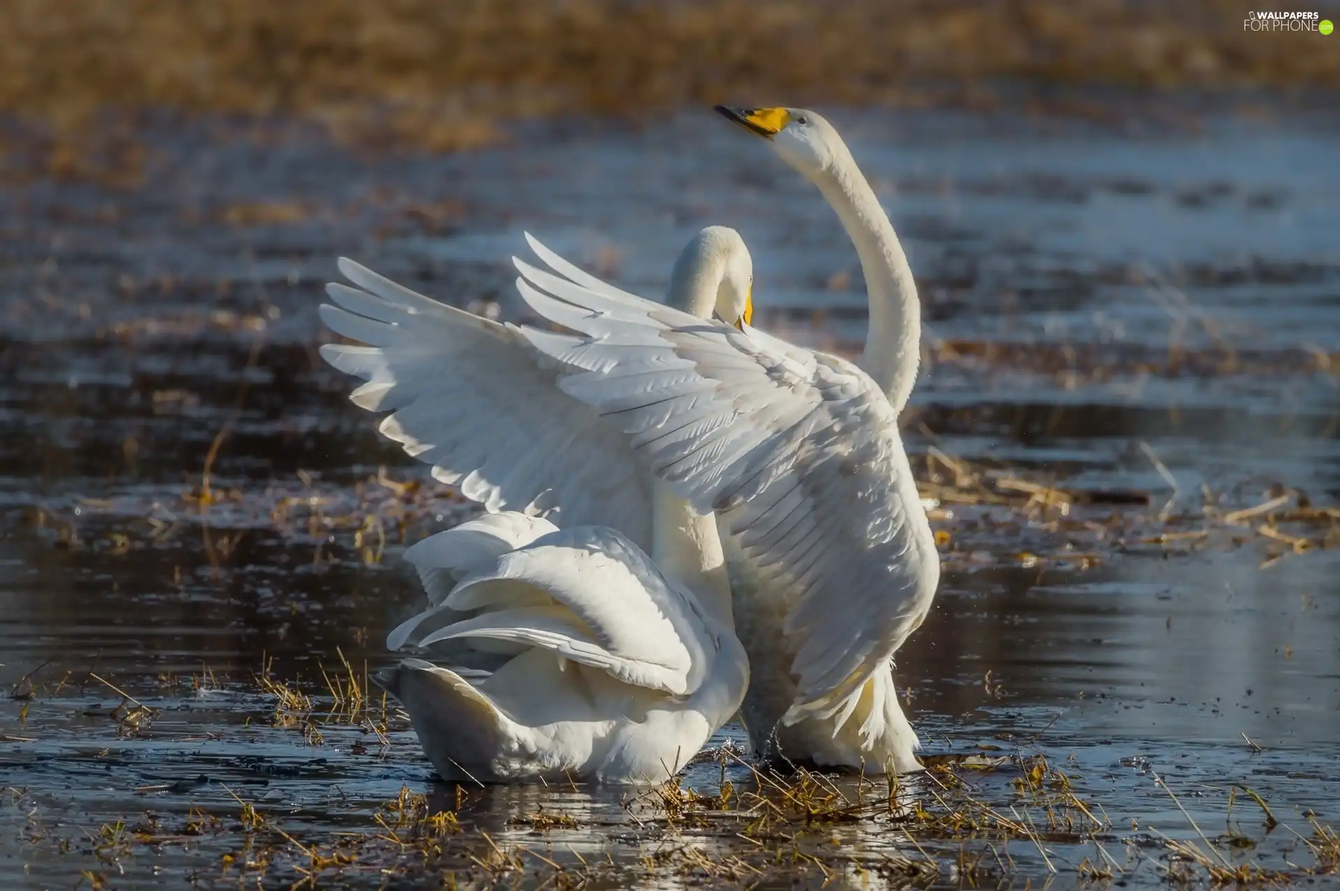 Two cars, Swan, water, White
