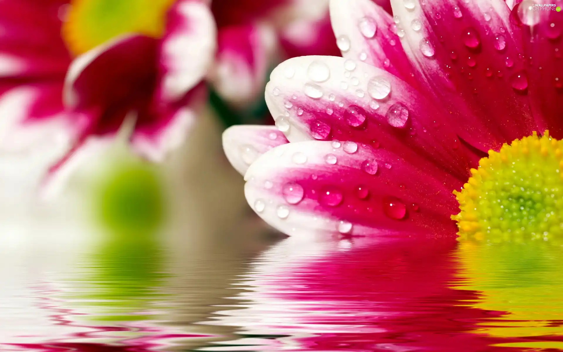 drops, Colourfull Flowers, water