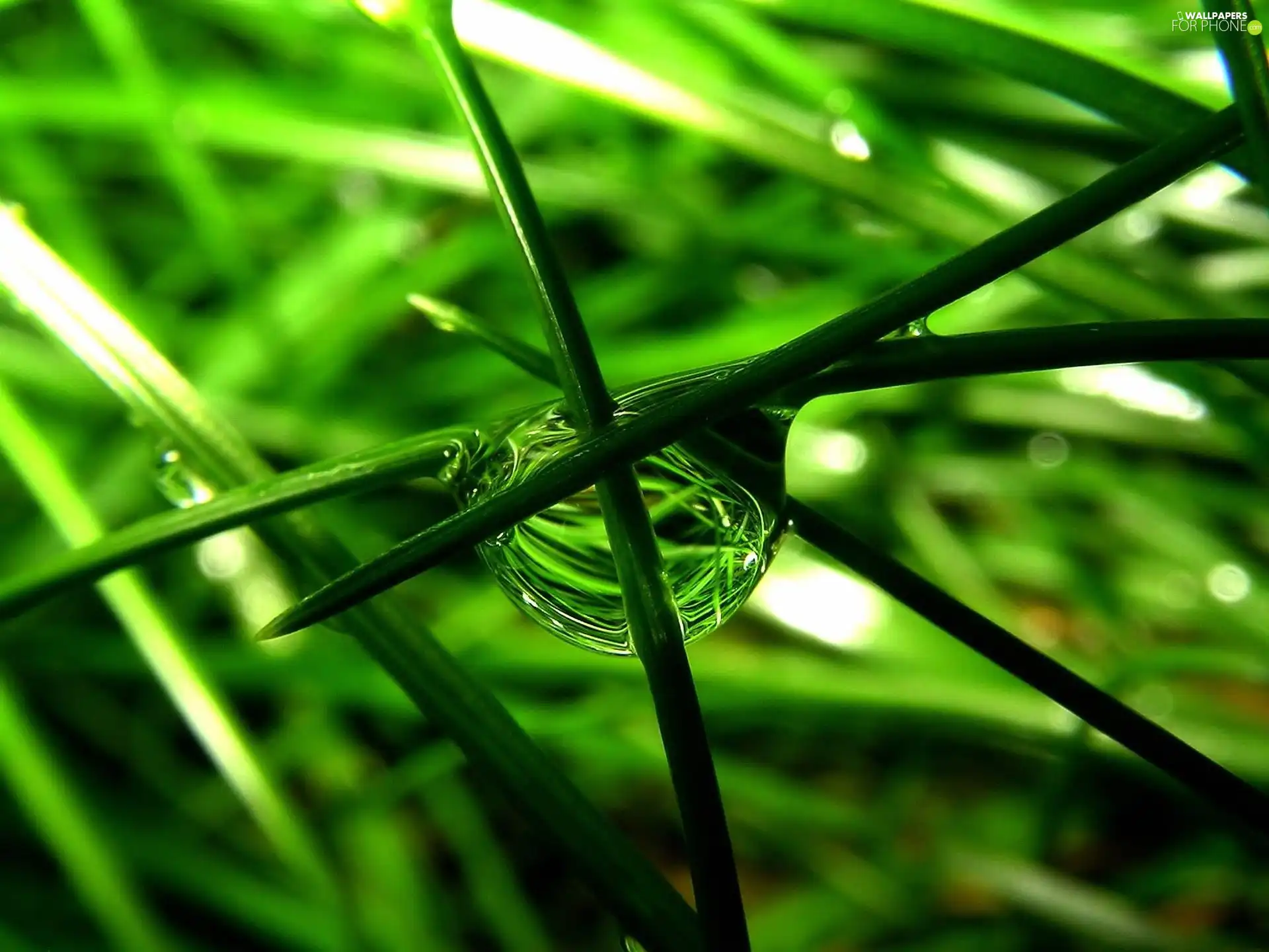 water, grass, drop