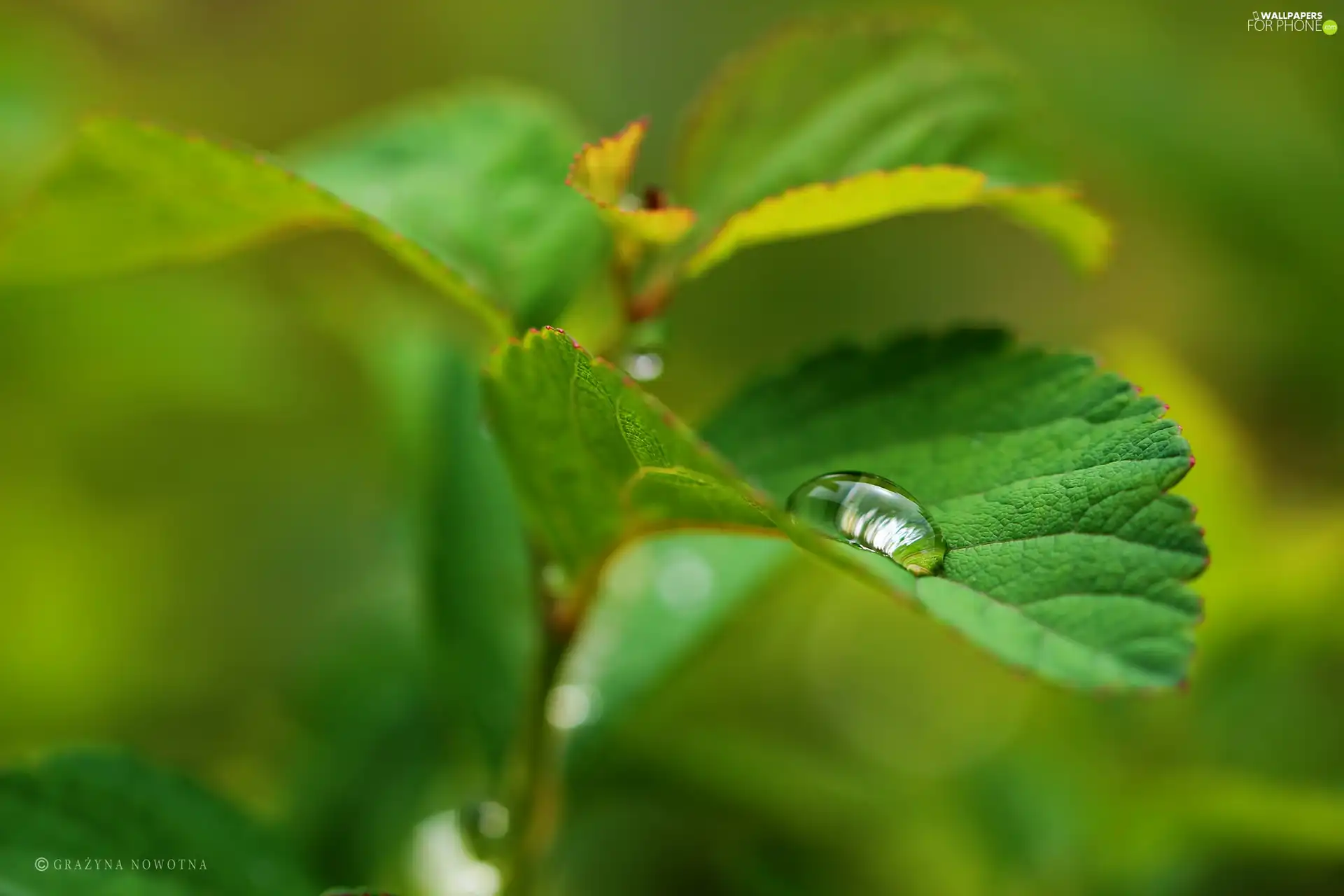 water, Leaf, drop