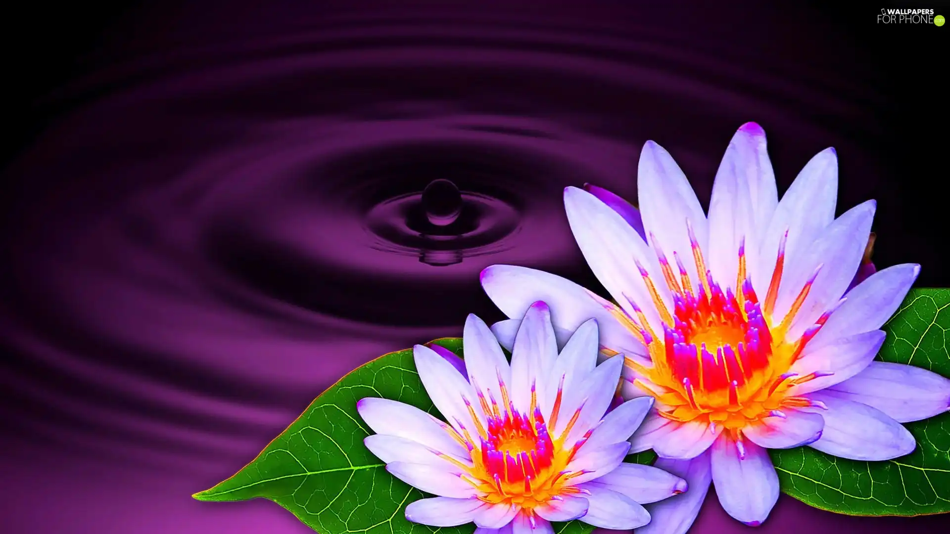 Water lilies, drop
