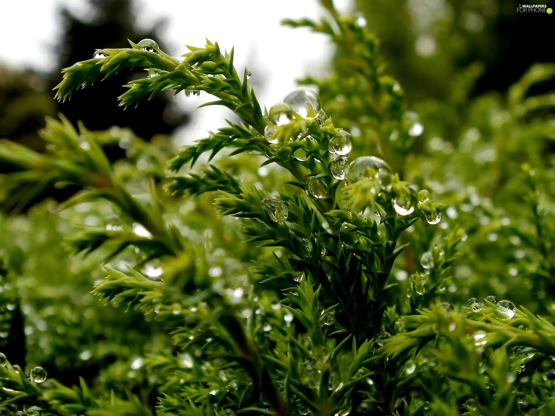 water, Conifers, drops