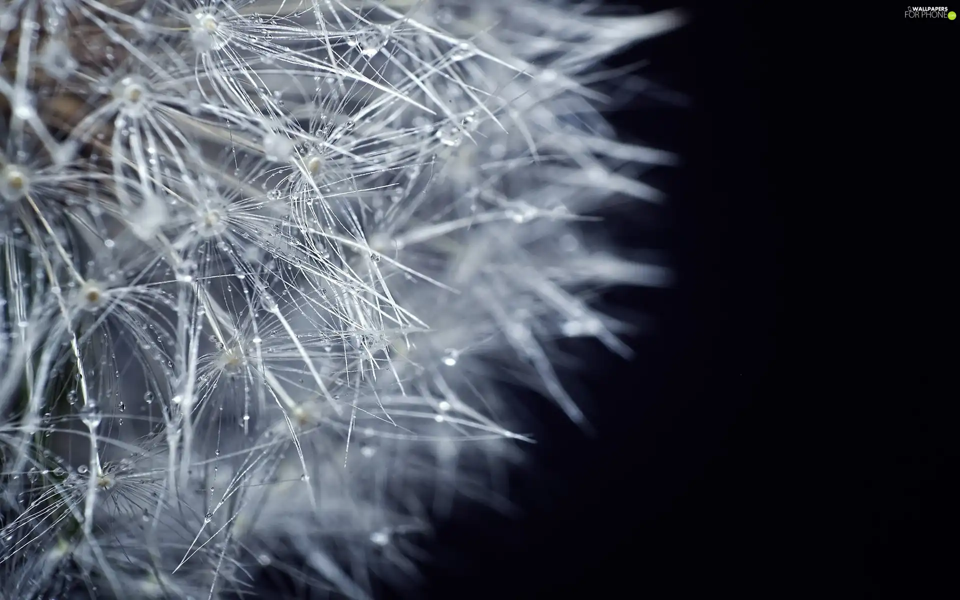 water, dandelion, drops