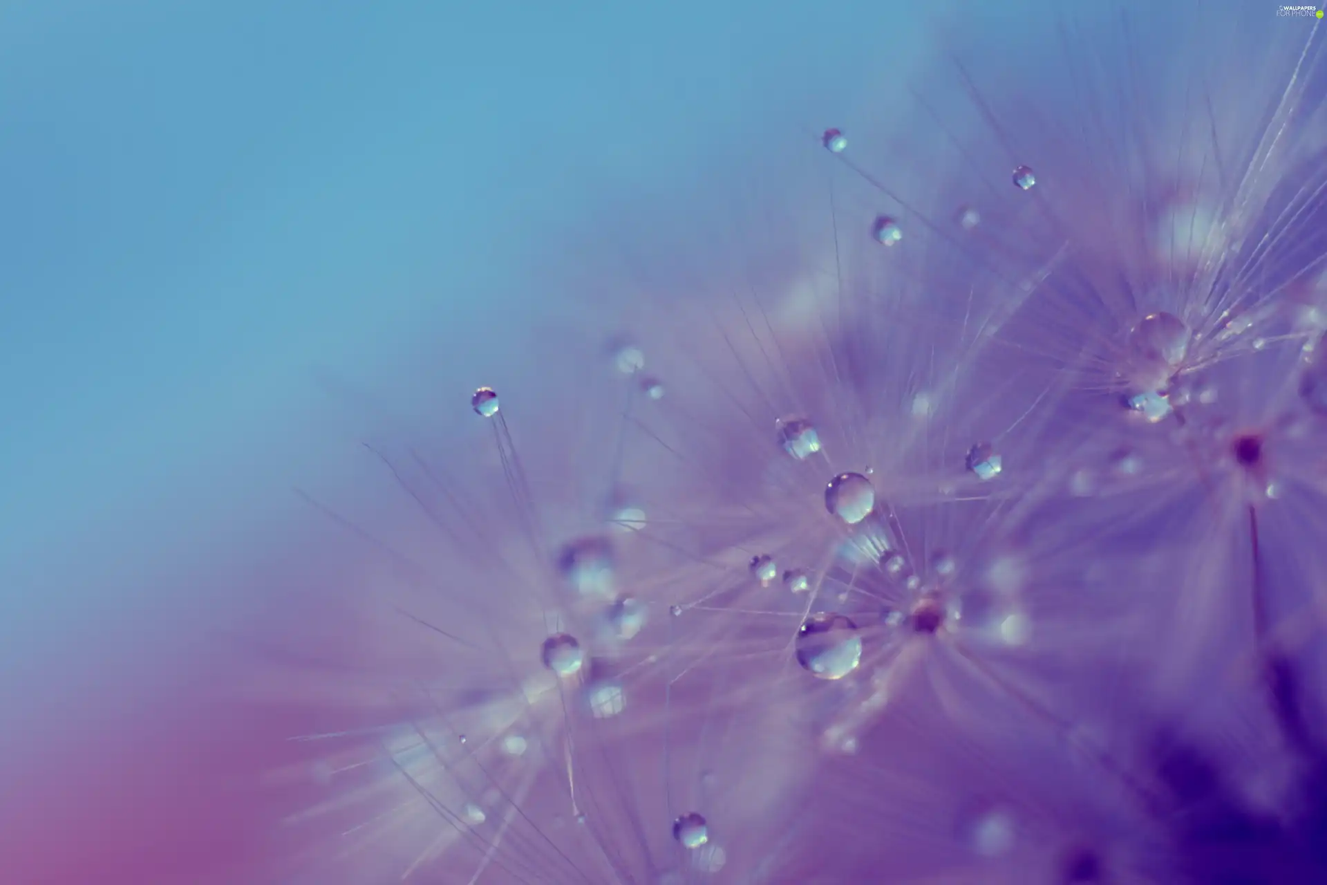 water, dandelion, drops