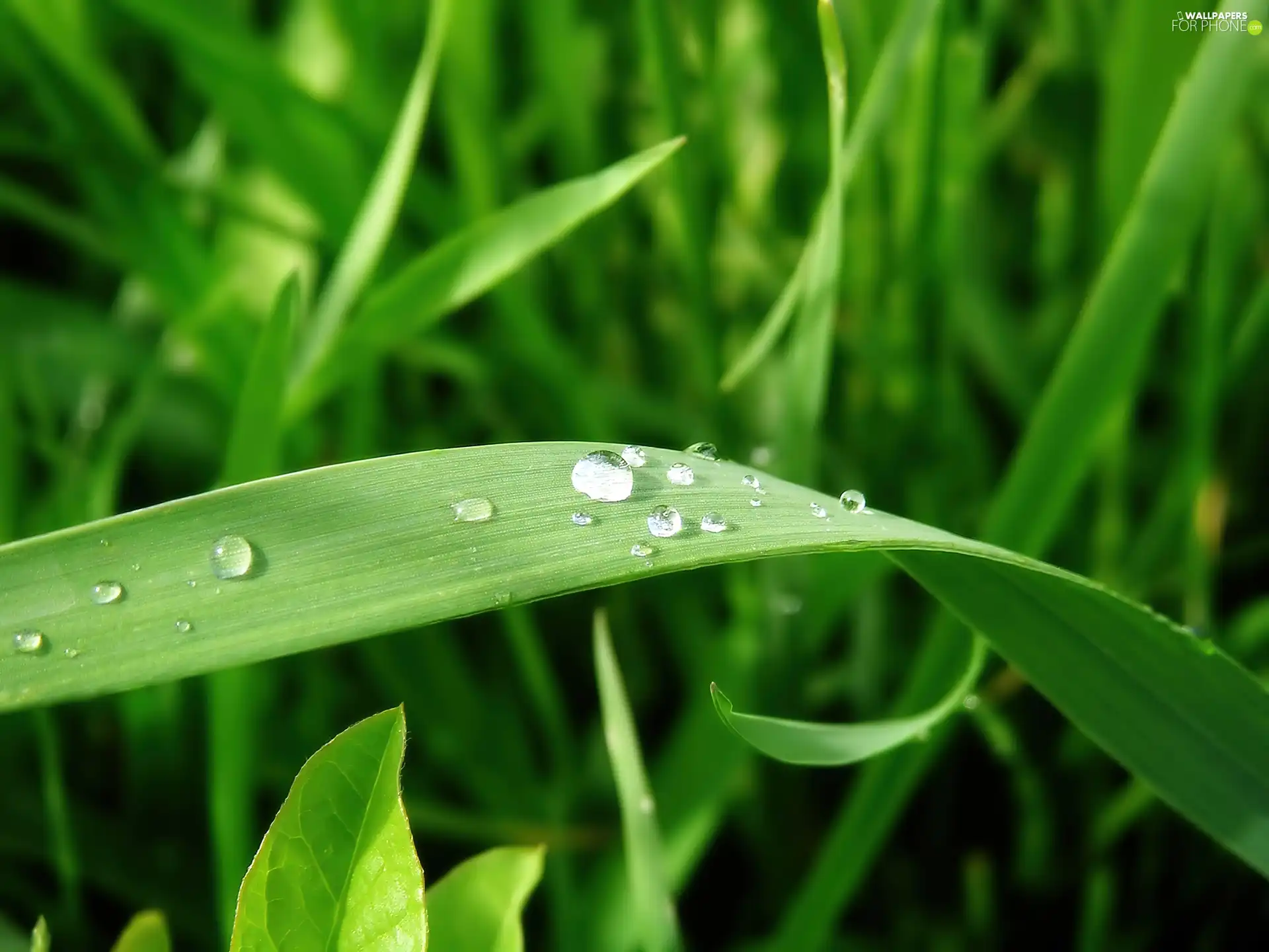 water, grass, drops