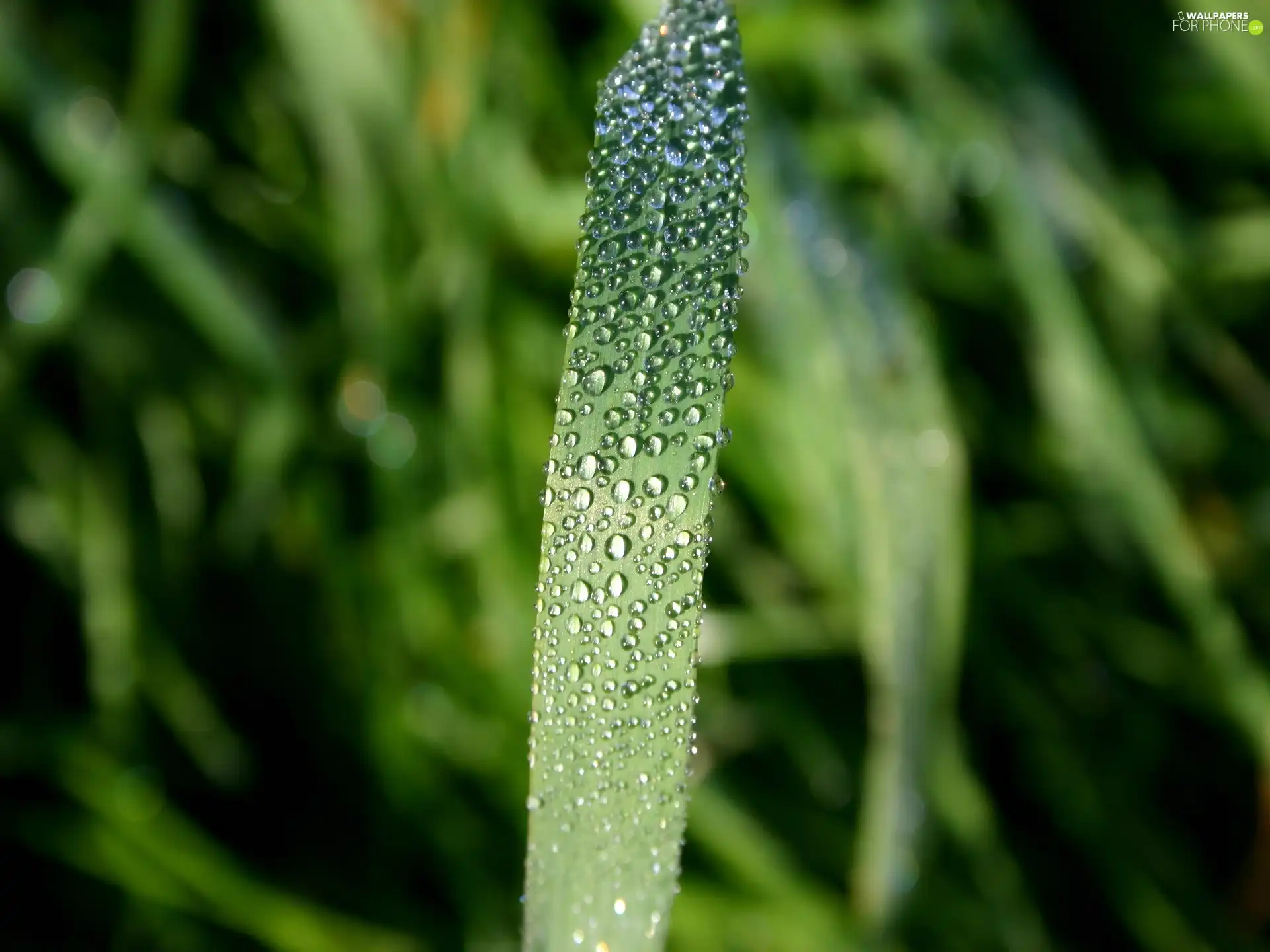 water, grass, drops