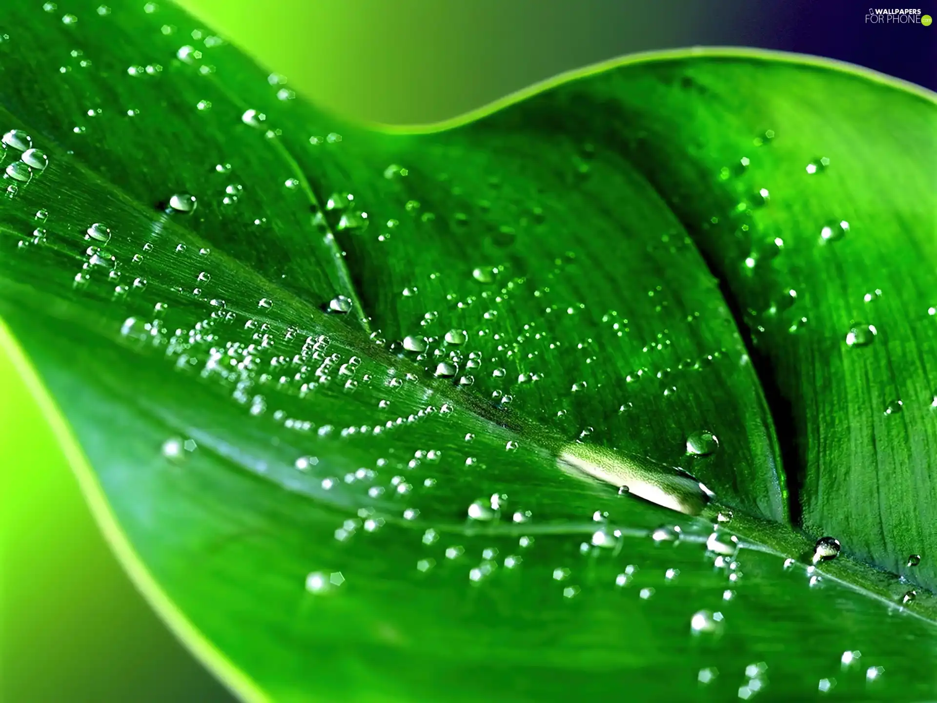 water, leaf, drops