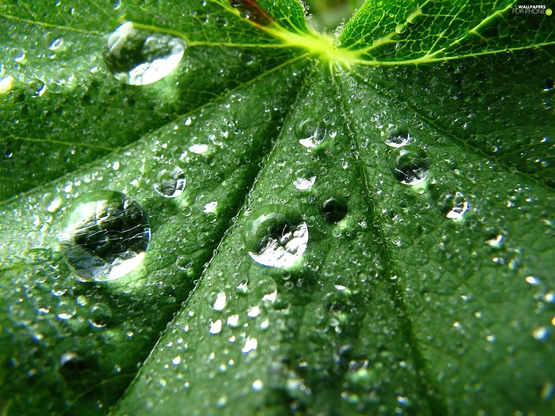 water, leaf, drops