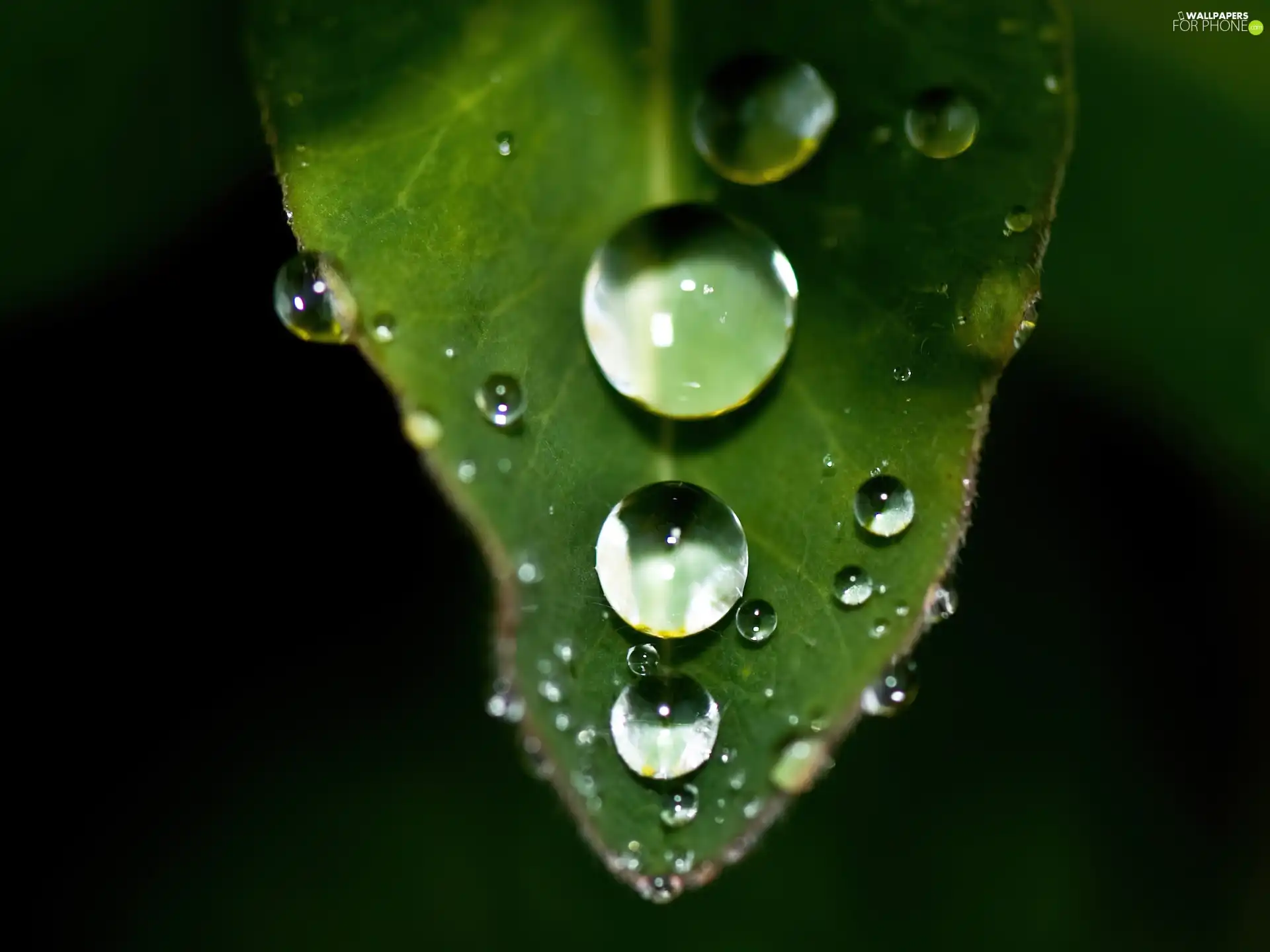 water, leaf, drops