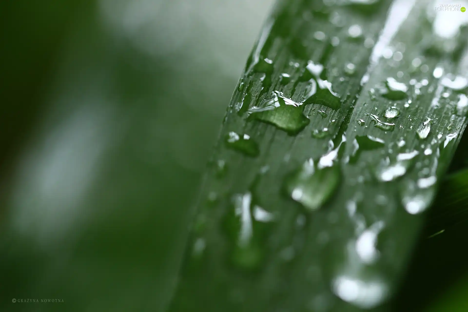 water, leaf, drops