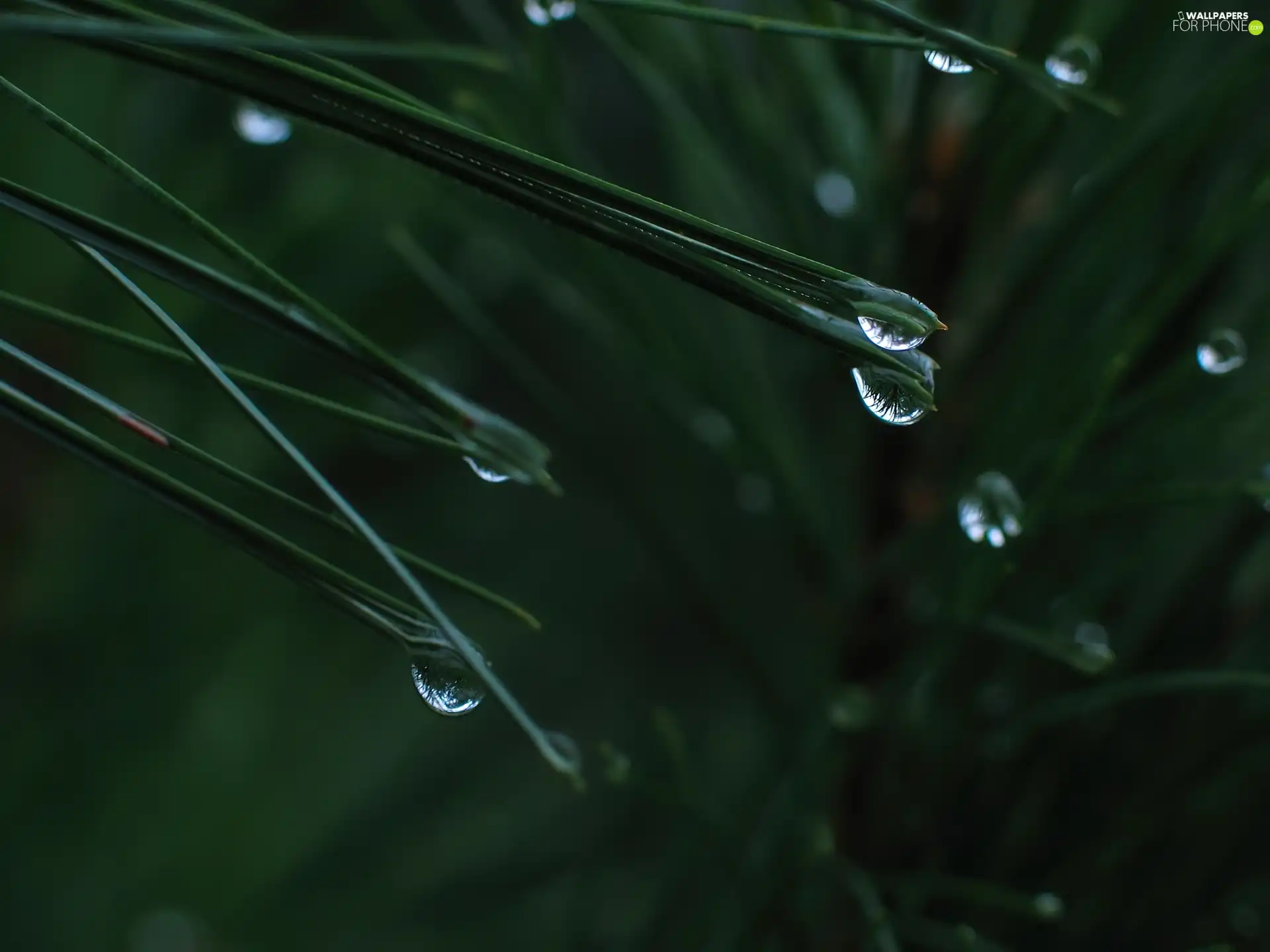 water, needle, drops