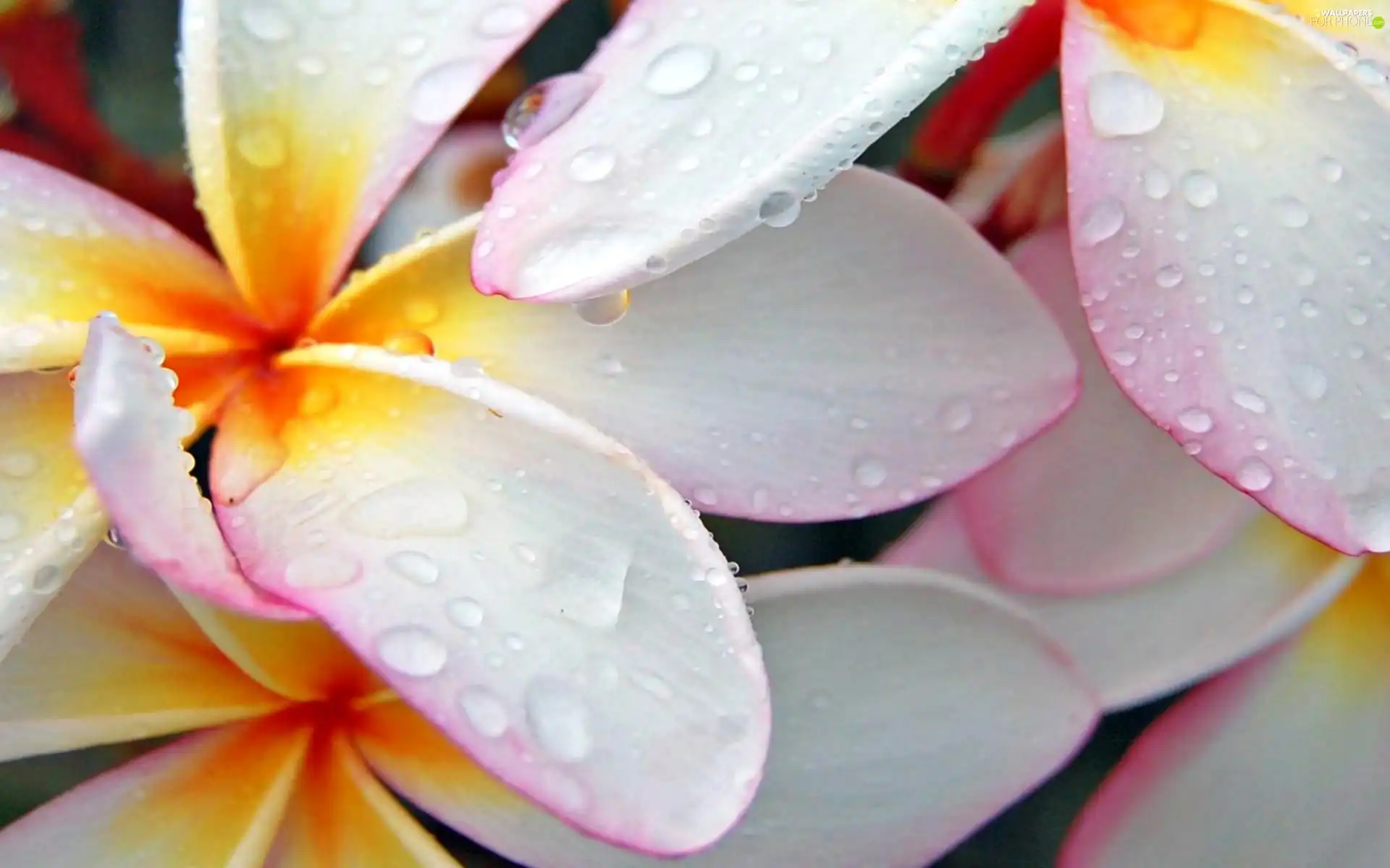 water, Plumeria, drops