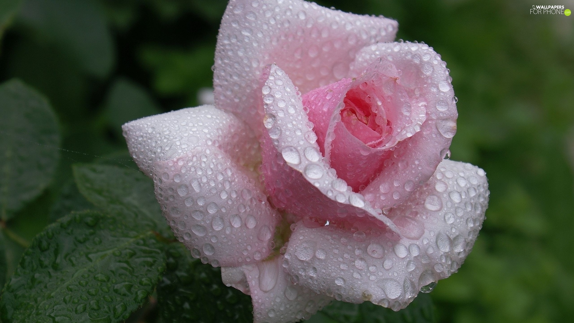 water, rose, drops