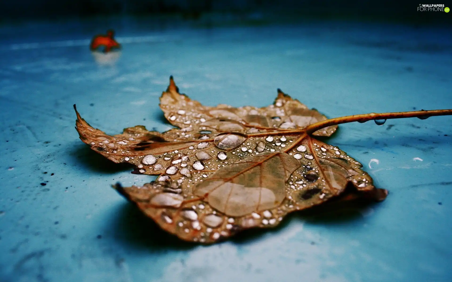 dry, drops, water, leaf