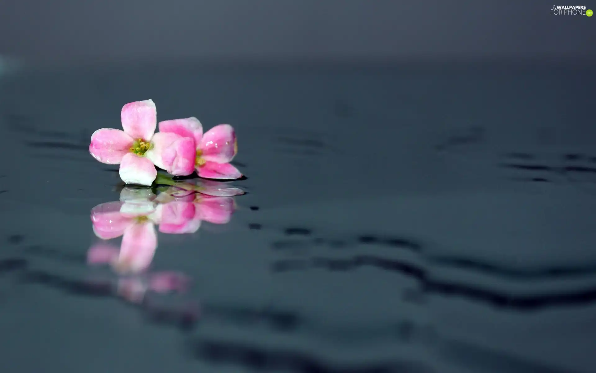 water, Pink, Flower