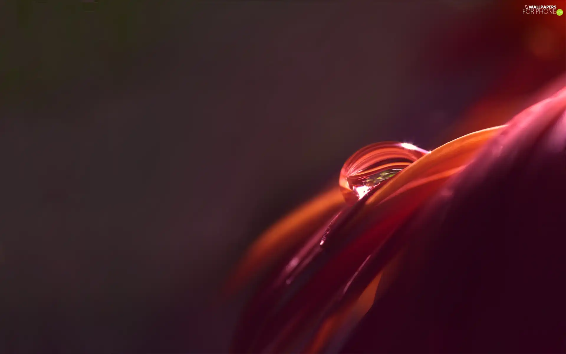 Colourfull Flowers, drop, water, flakes