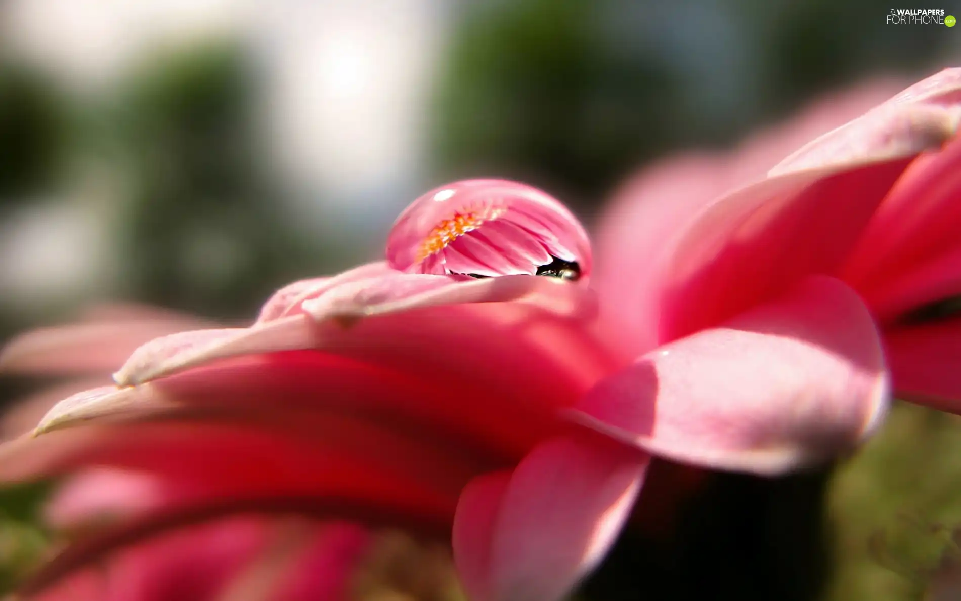 Colourfull Flowers, drop, water, flakes