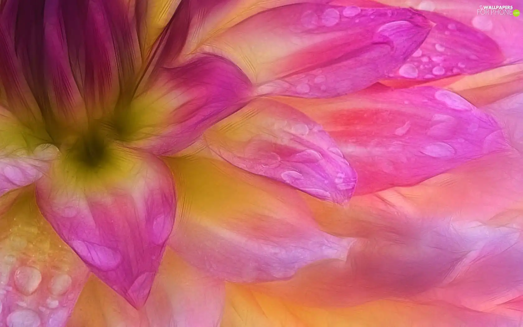 Colourfull Flowers, drops, water, flakes