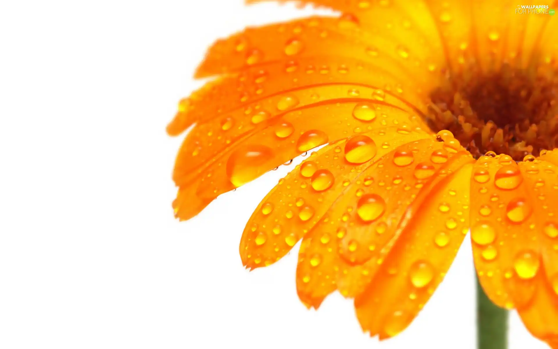 Colourfull Flowers, drops, water, Gerbera