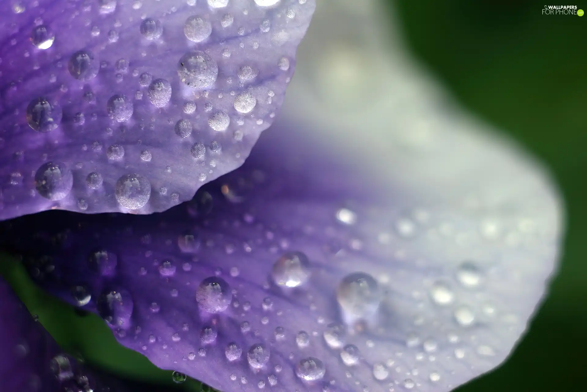 Colourfull Flowers, drops, water, petal