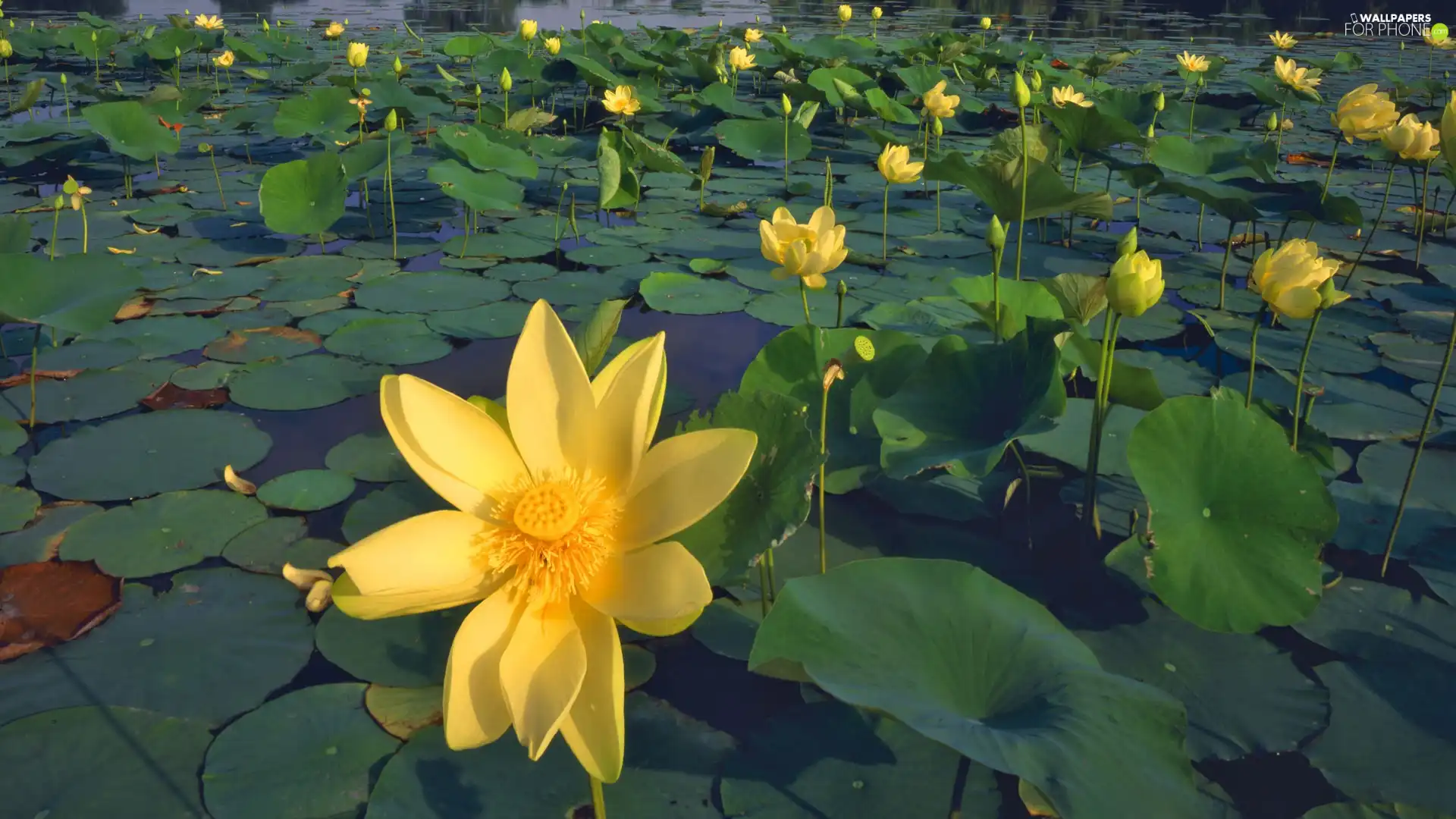 Colourfull Flowers, Yellow, water