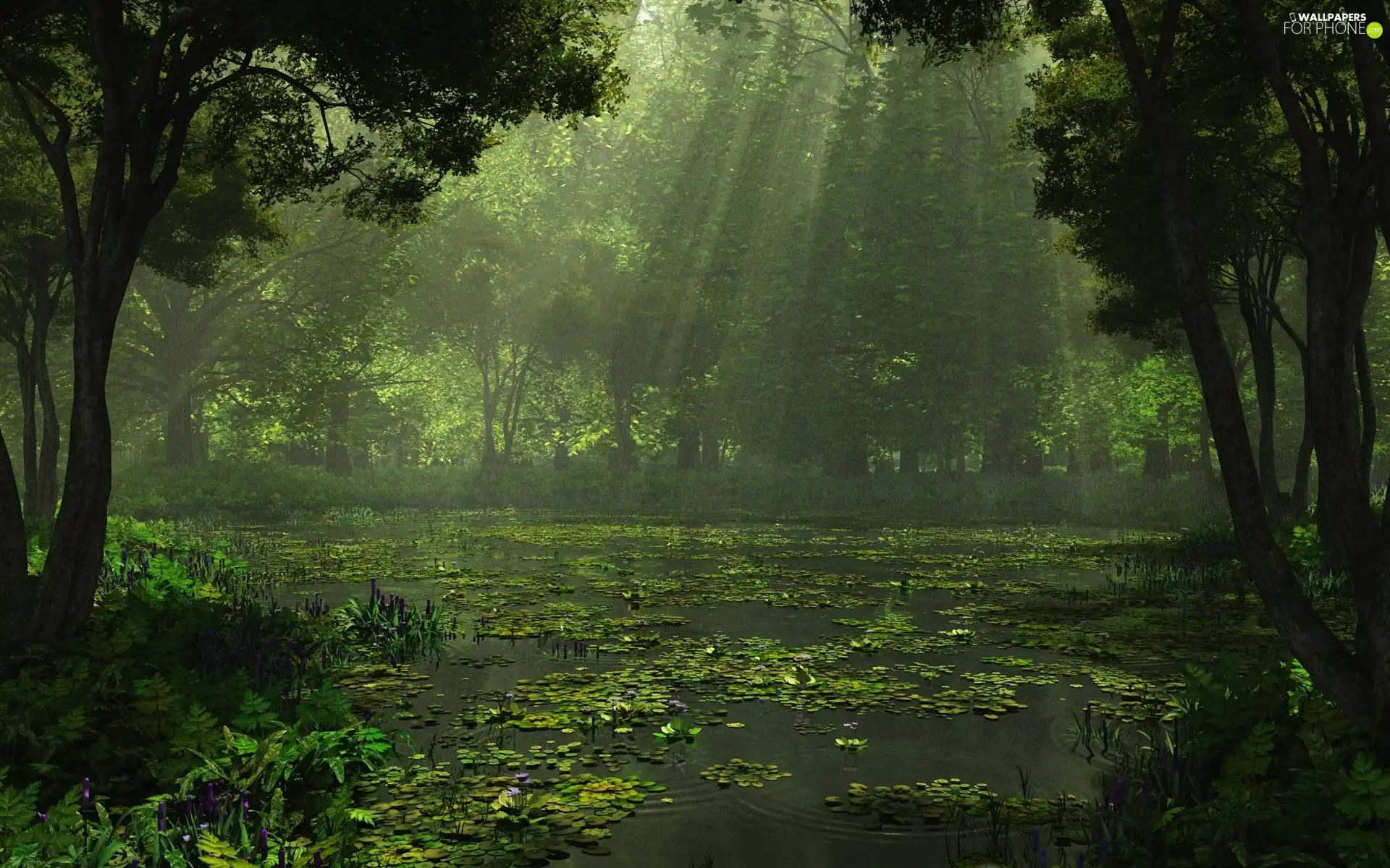 forest, sunny, water, rays