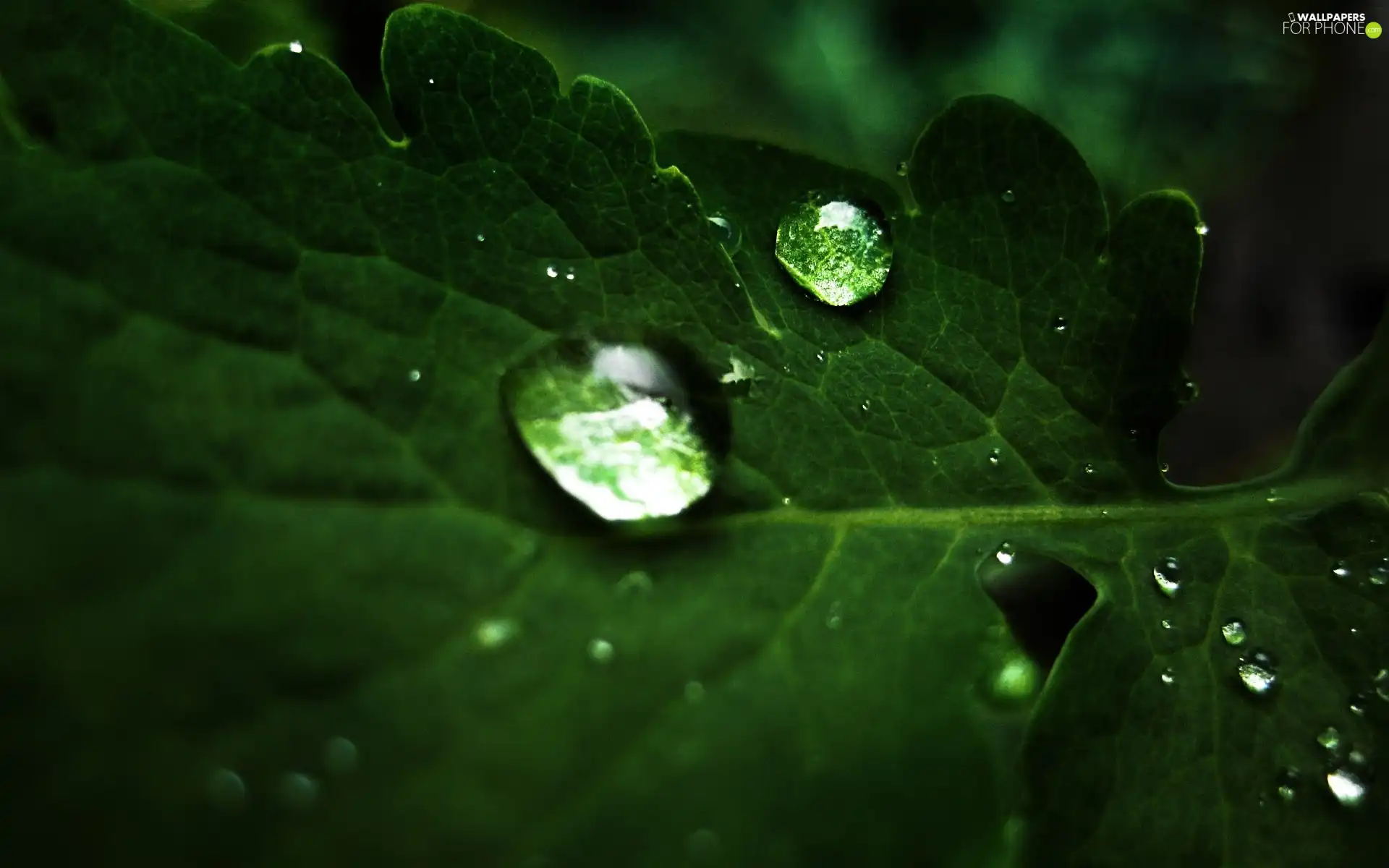Green, drop, water, leaf