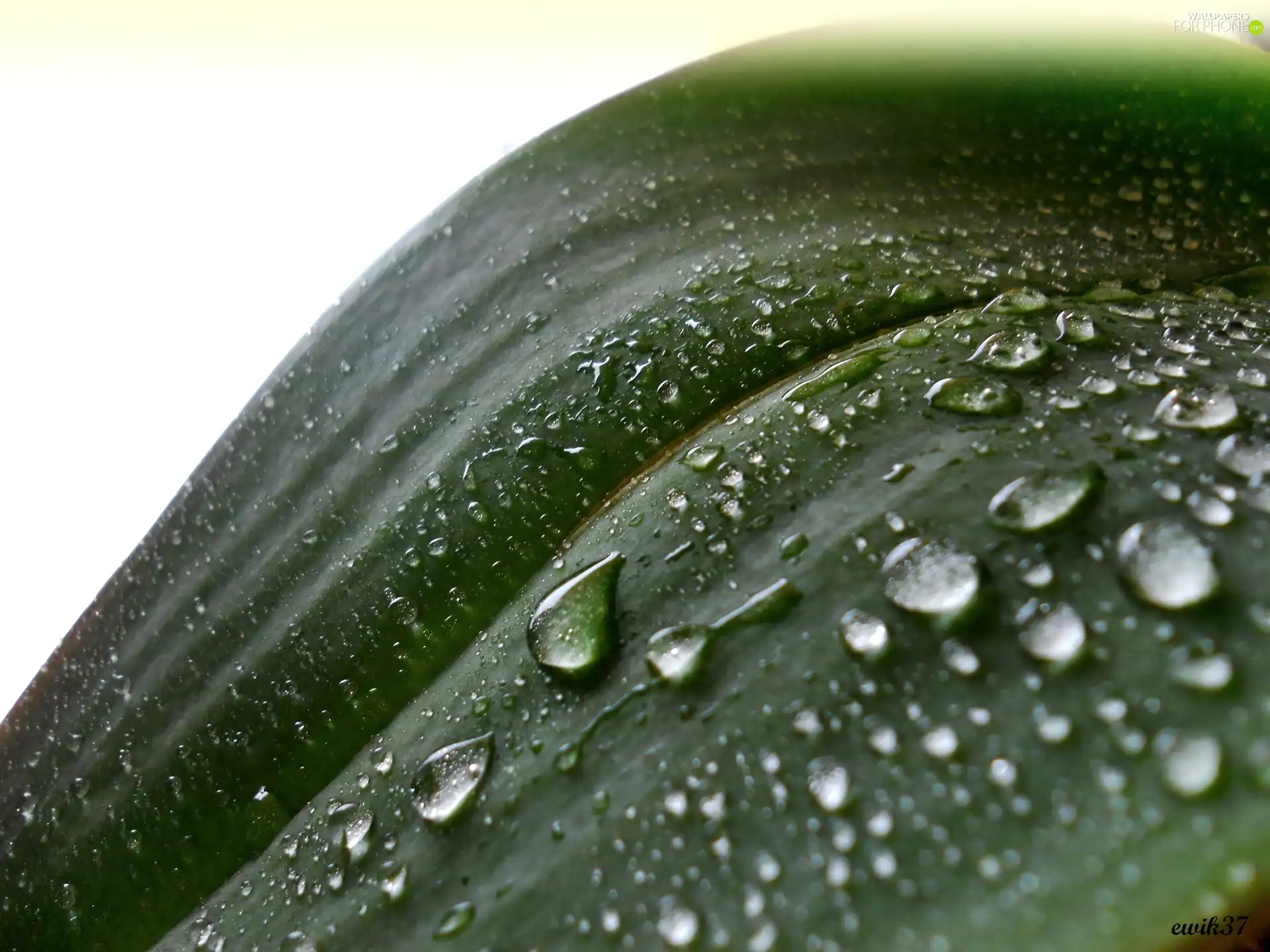 Green, drops, water, leaf