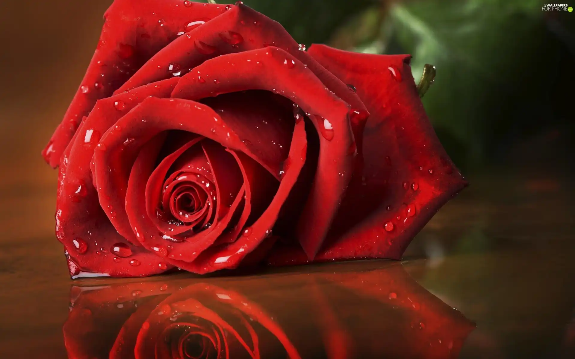 red hot, droplets, water, rose