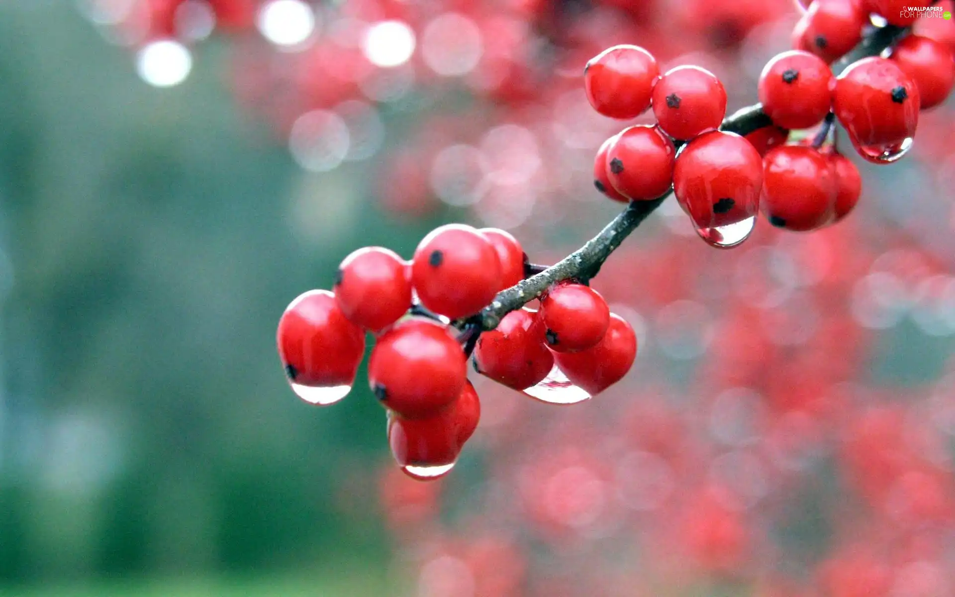 red hot, drops, water, Plant