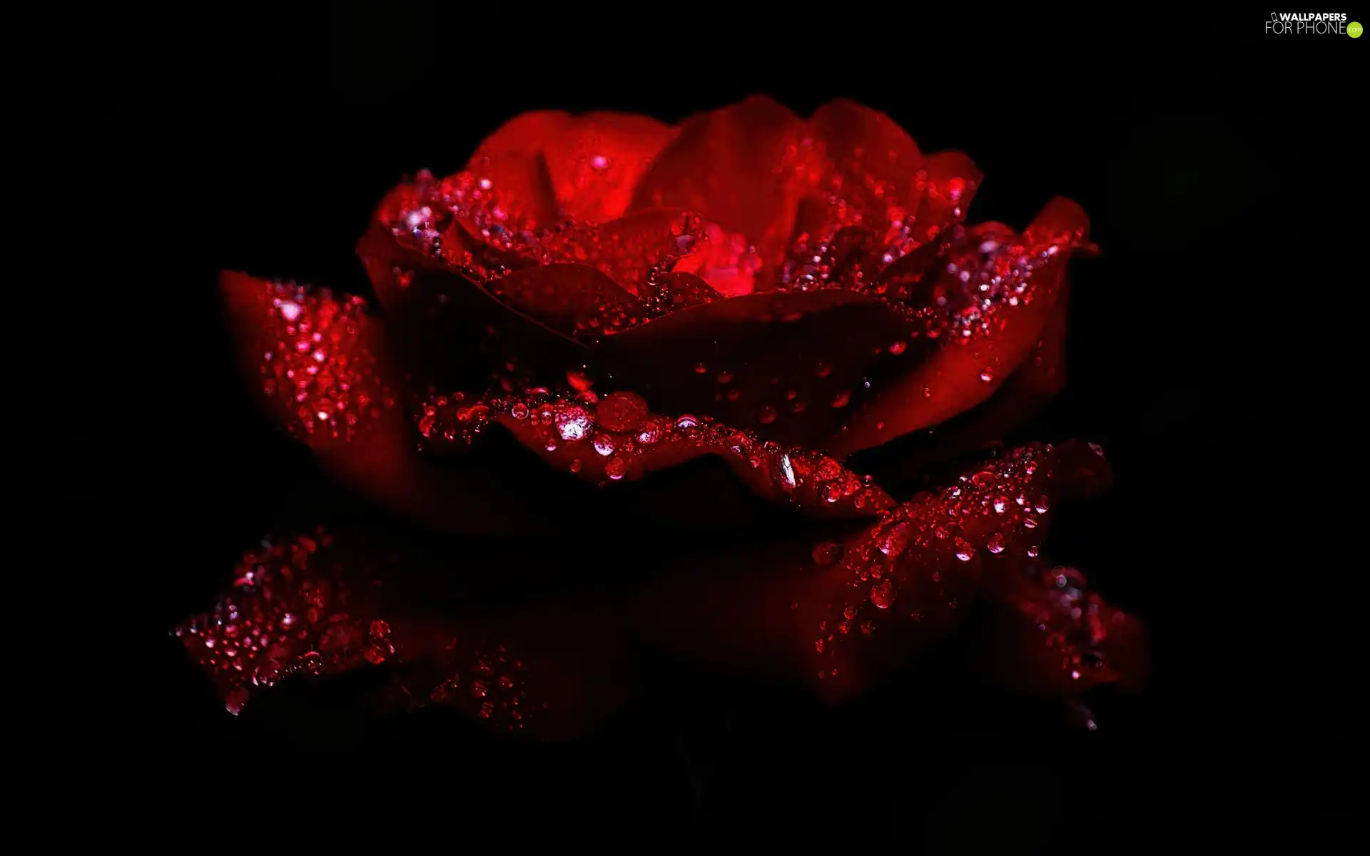 red hot, drops, water, rose