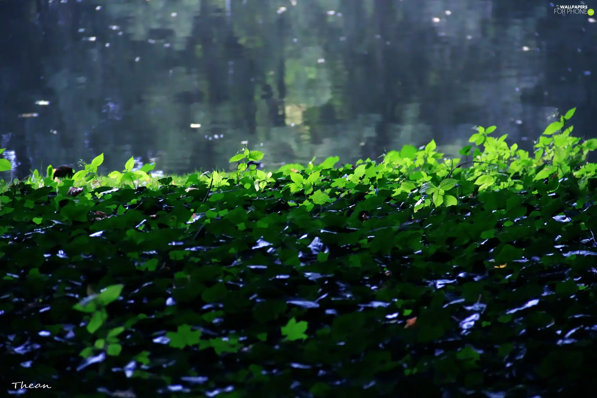 ivy, water