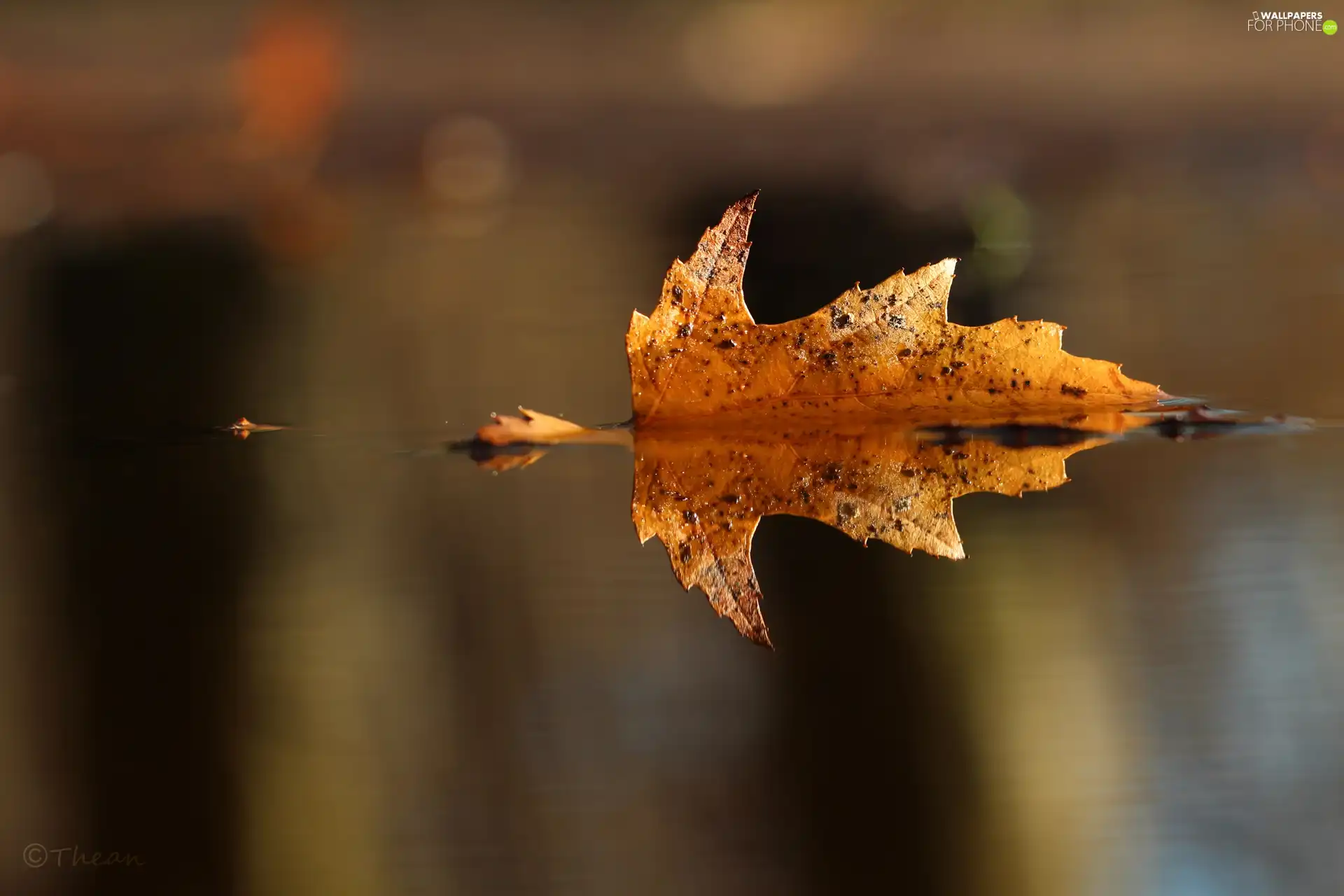 leaf, ##, water, reflection