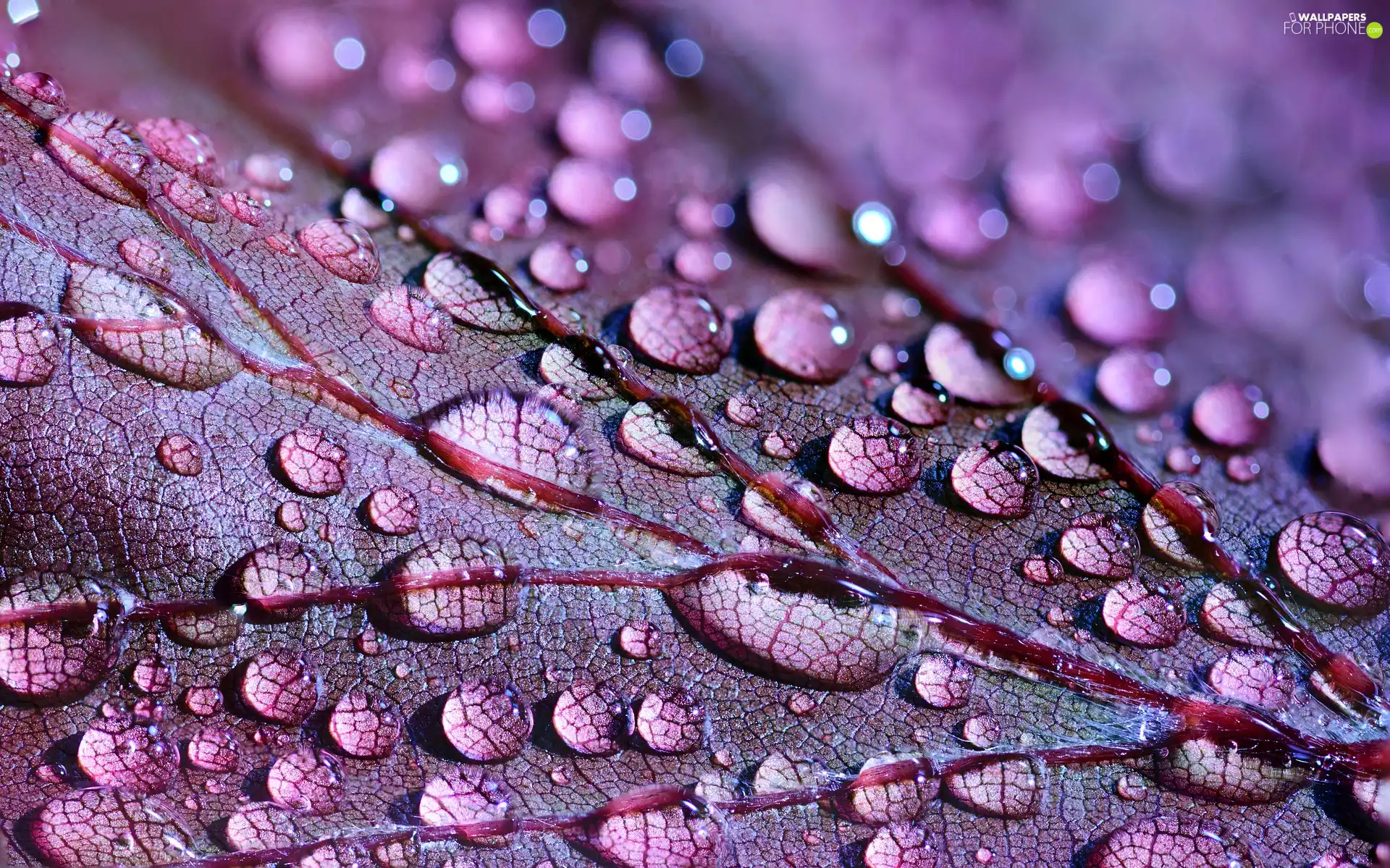 leaf, drops, Close, water
