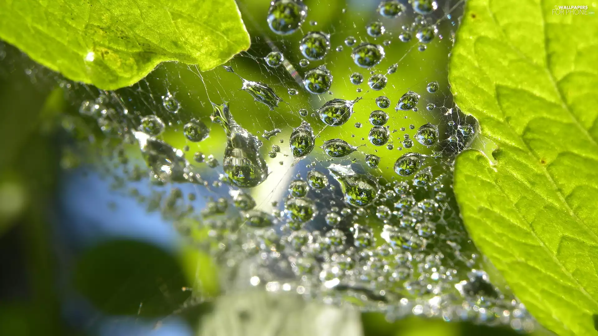 drops, water, Leaf, Web, Close