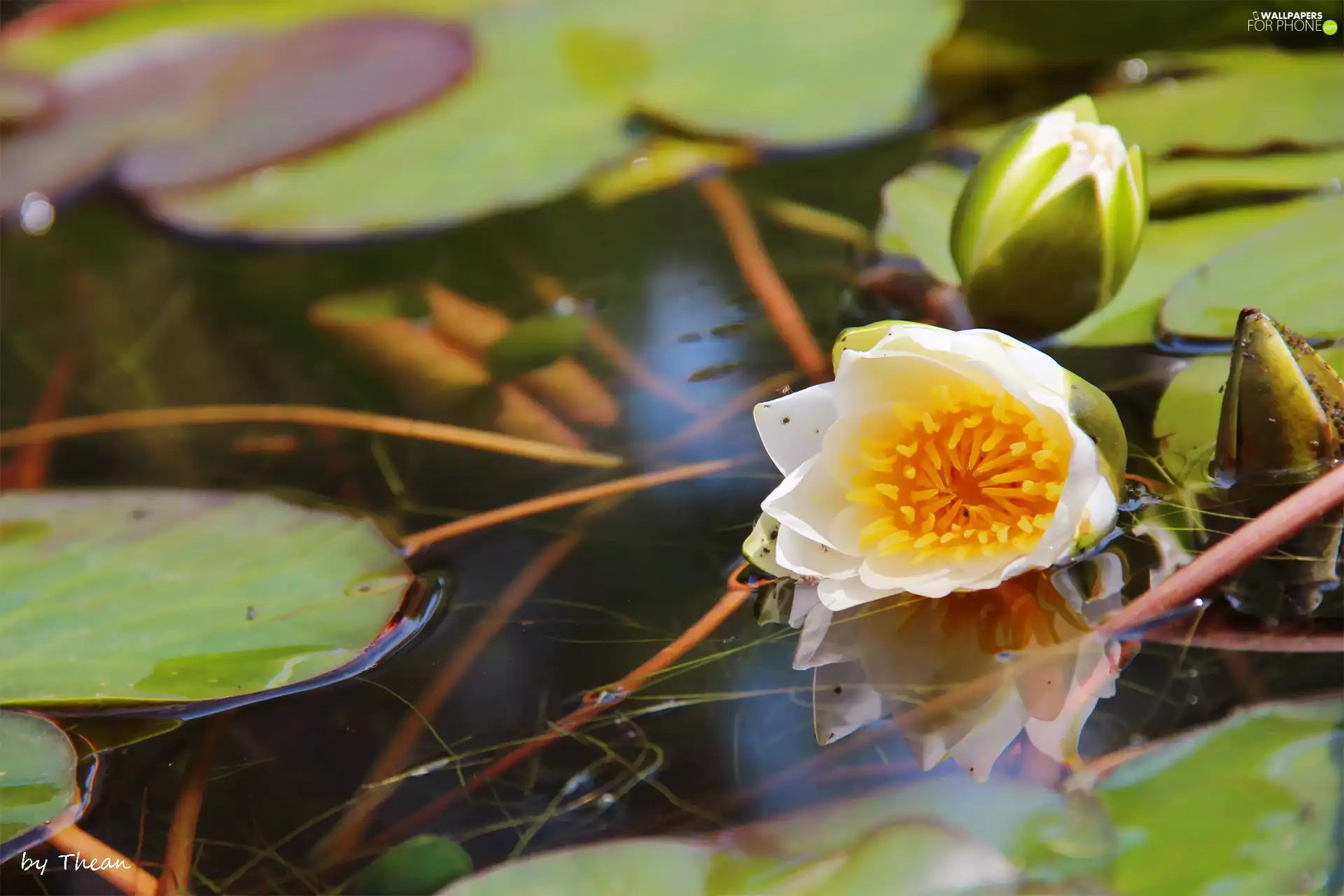 lilies, water