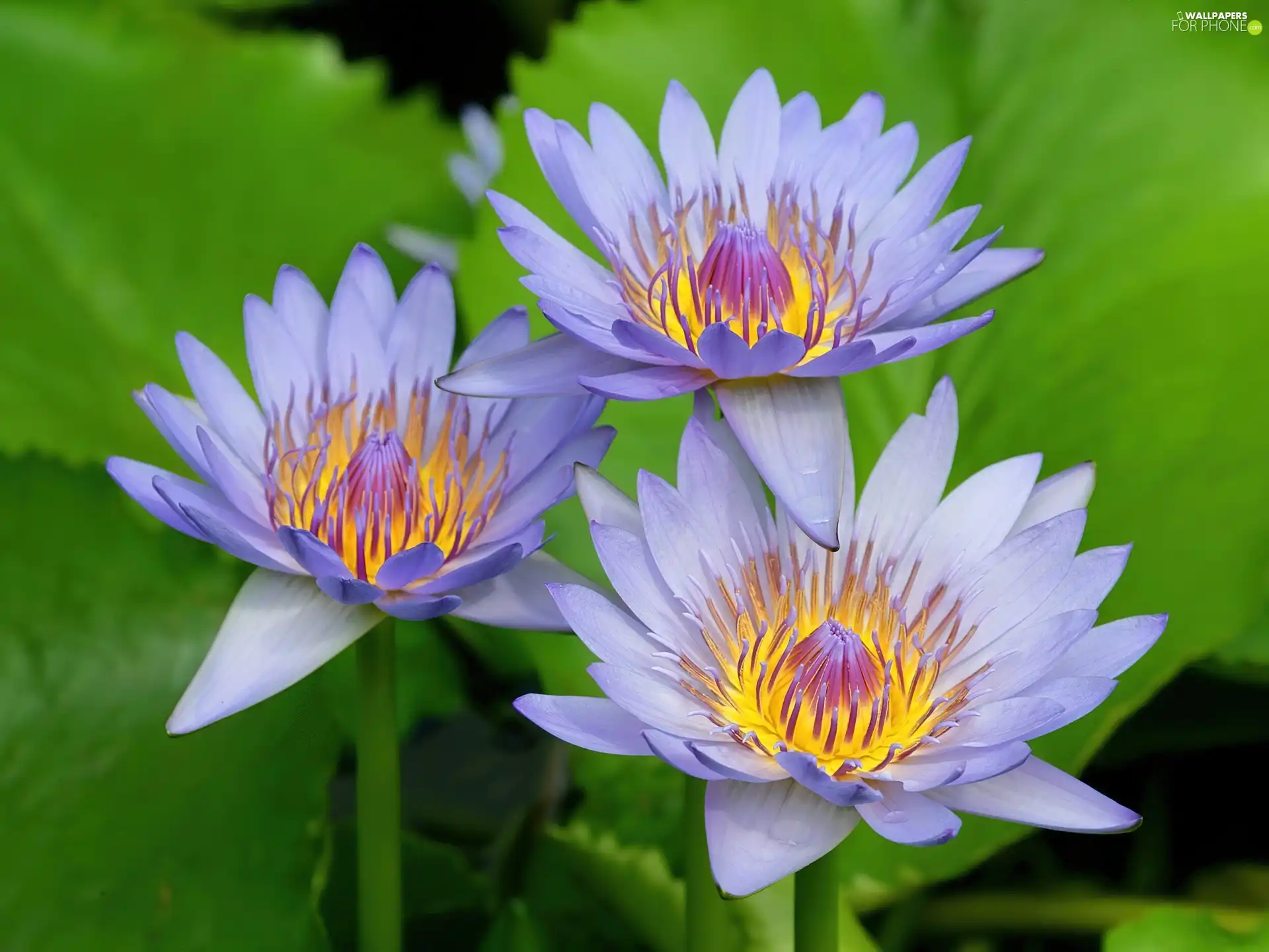 water, Blue, lilies